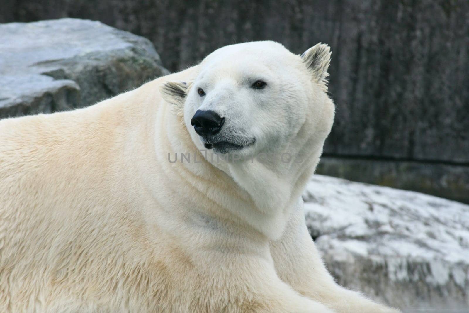 Detail view of a large polar bear, (ursus maritimus).