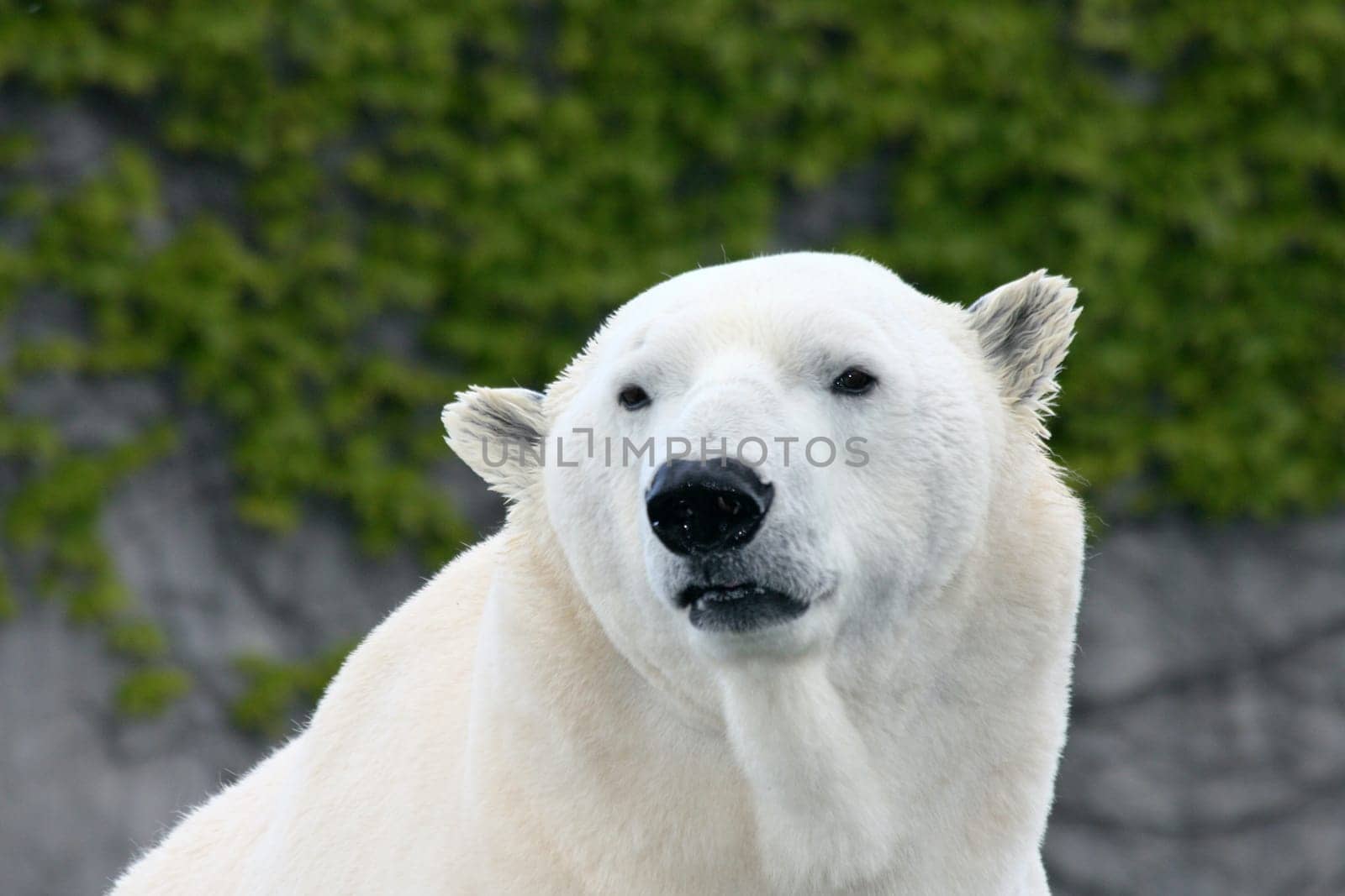 Detail view of a large polar bear, (ursus maritimus).