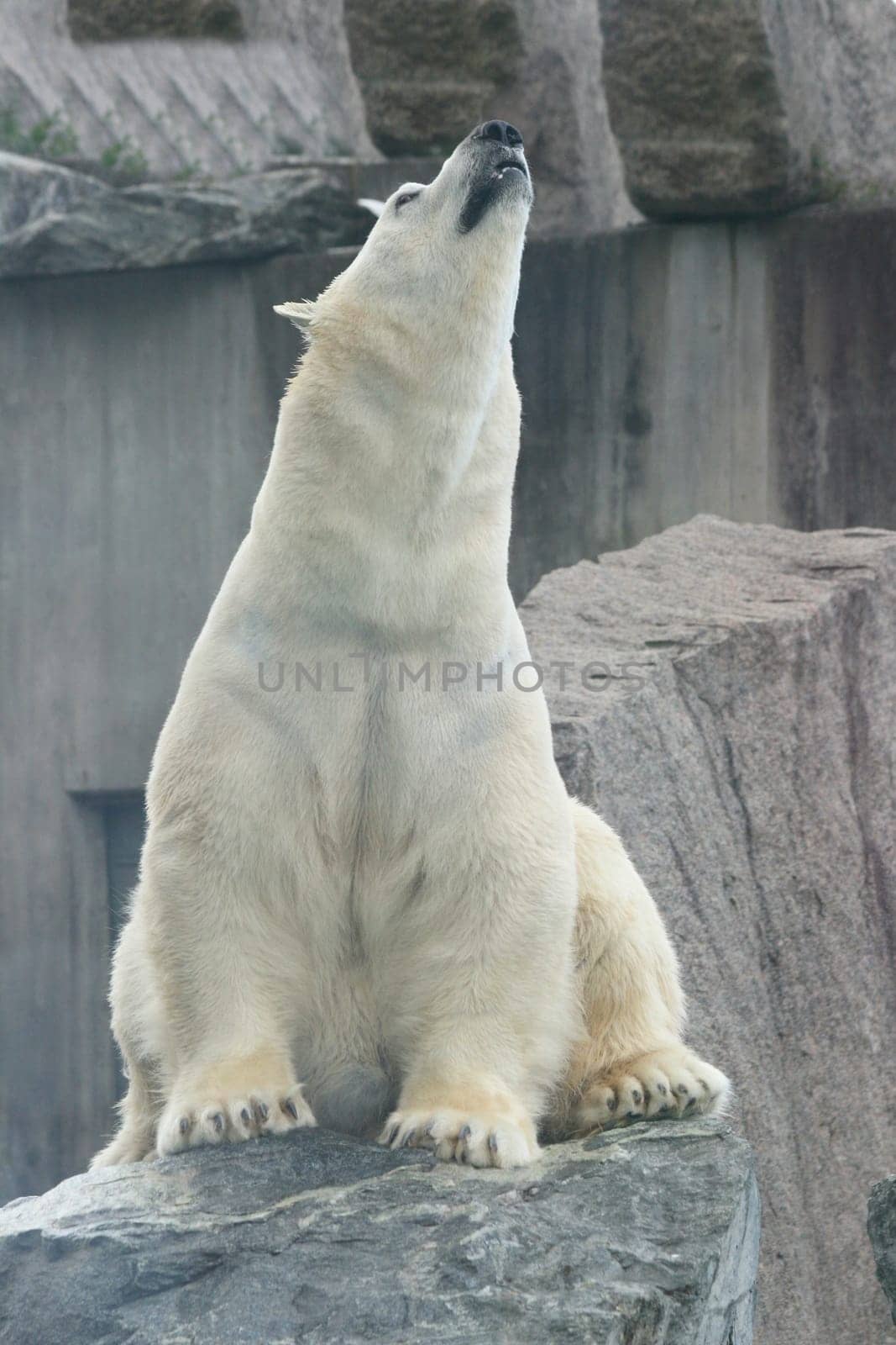 Detail view of a large polar bear, (ursus maritimus).