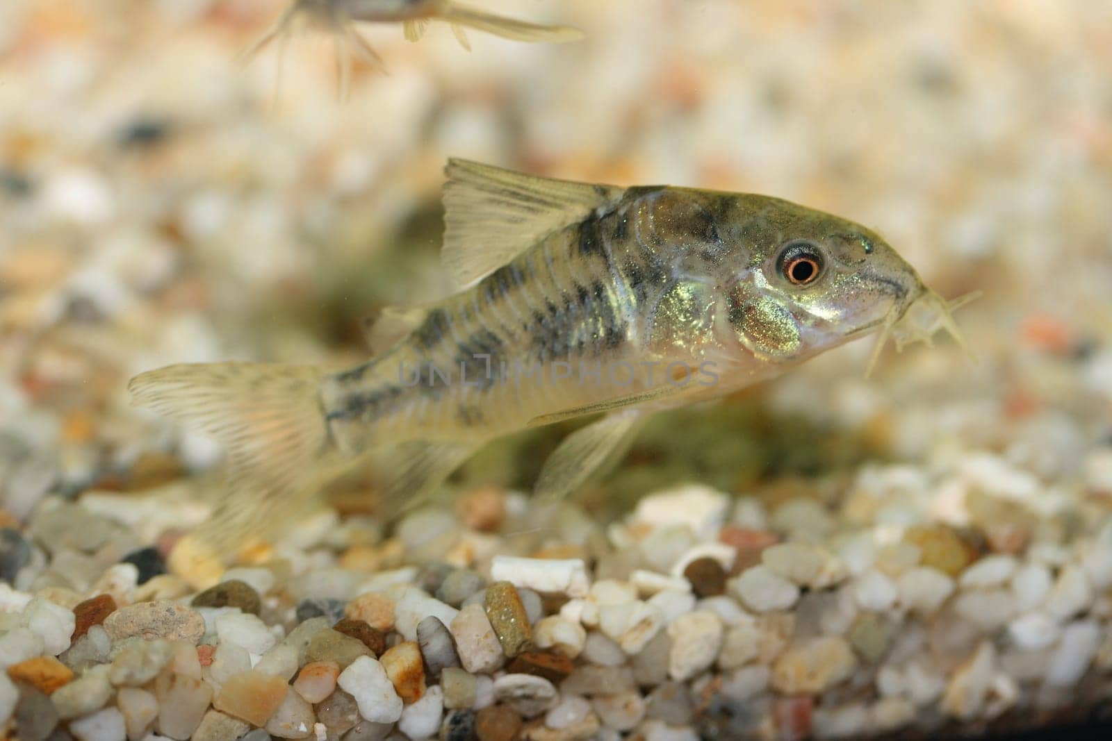The Marbled catfish (Corydoras paleatus), a popular freshwater aquarium fish
