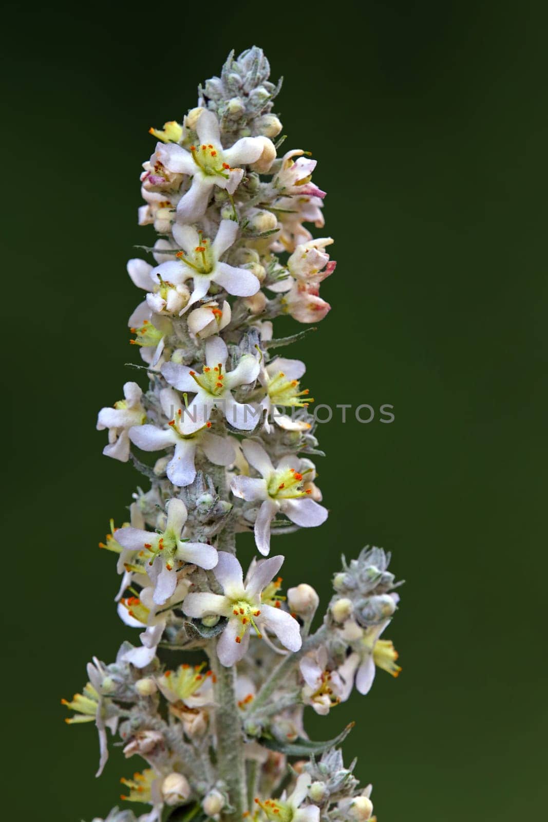 Mealy mullein Verbascum lychnitis in the Hirschacker nature reserve