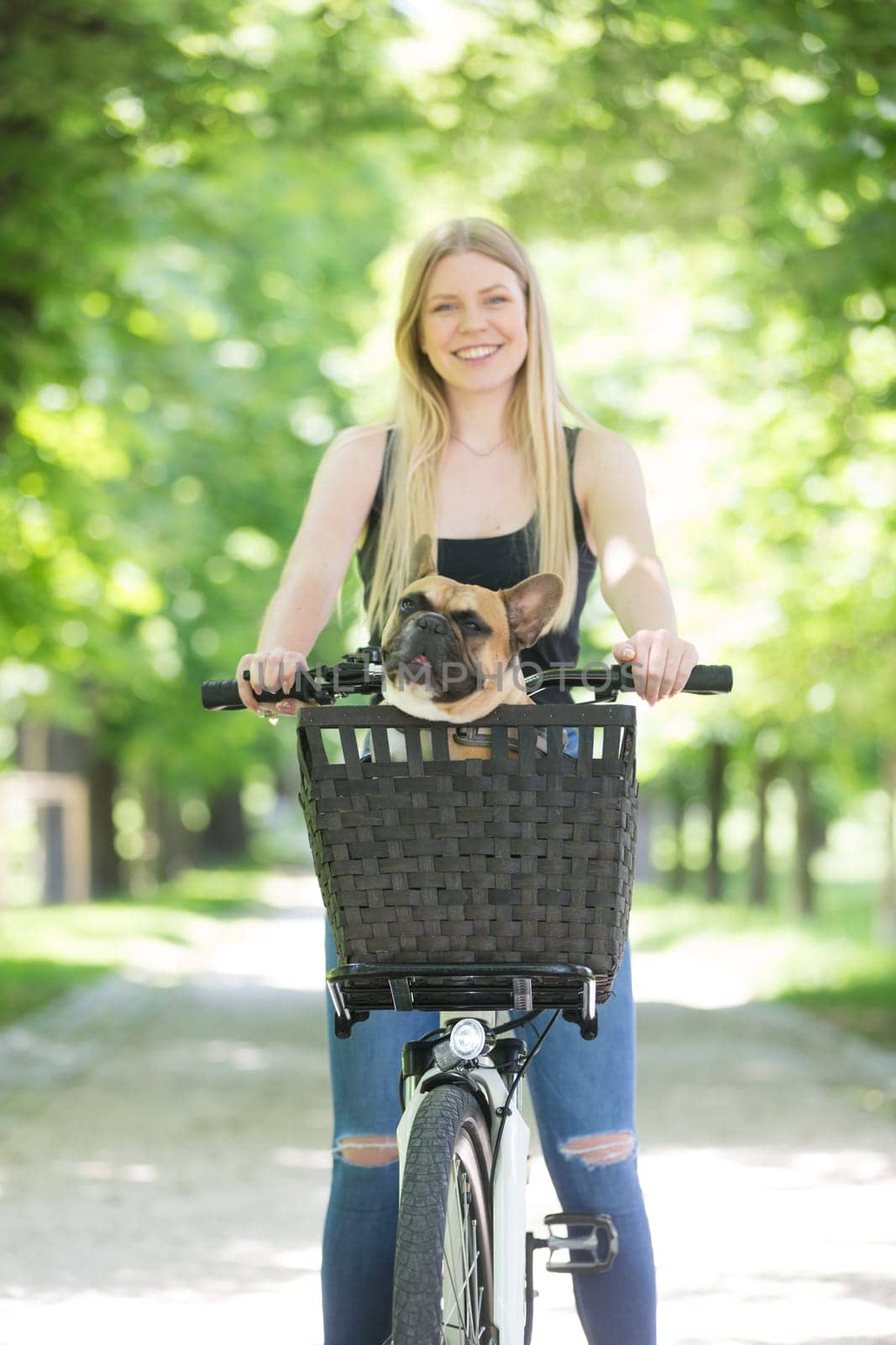 French bulldog dog enjoying riding in bicycle basket in city park.