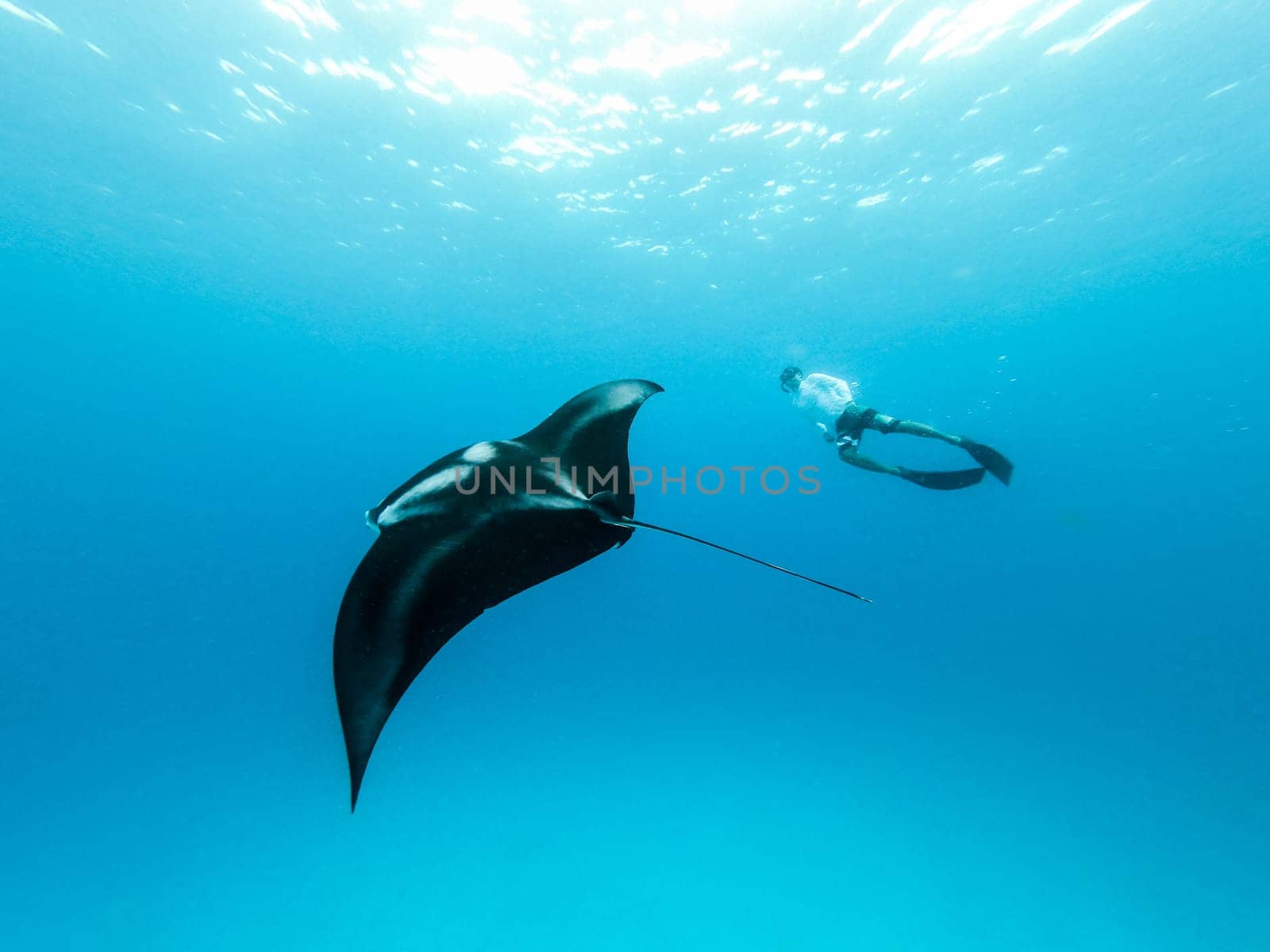 Male free diver and Giant oceanic manta ray, Manta Birostris, hovering underwater in blue ocean. Watching undersea world during adventure snorkeling tour on Maldives islands.