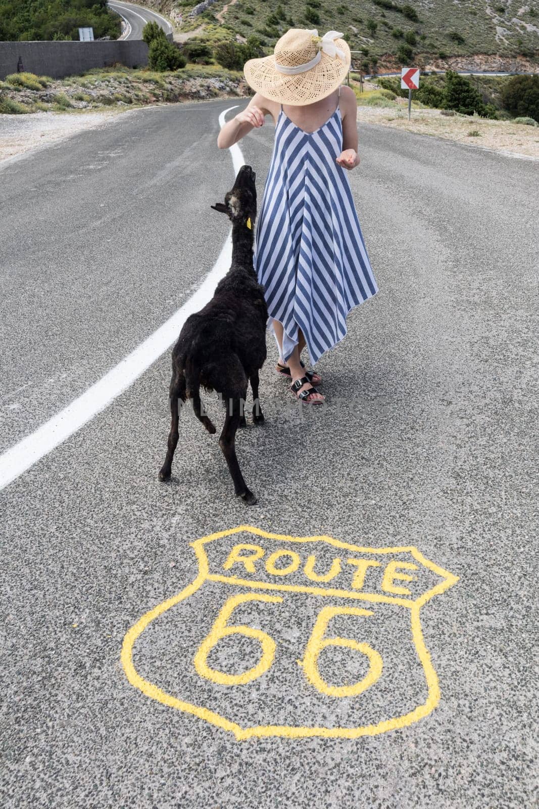 Young attractive female traveler wearing striped summer dress and straw hat standing on an endless straight empty road in the middle of nowhere on Route 66 road and feeding black sheep.