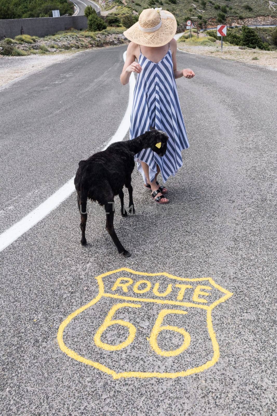 Young attractive female traveler wearing striped summer dress and straw hat standing on an endless straight empty road in the middle of nowhere on the Route 66 road and feeding black sheep.