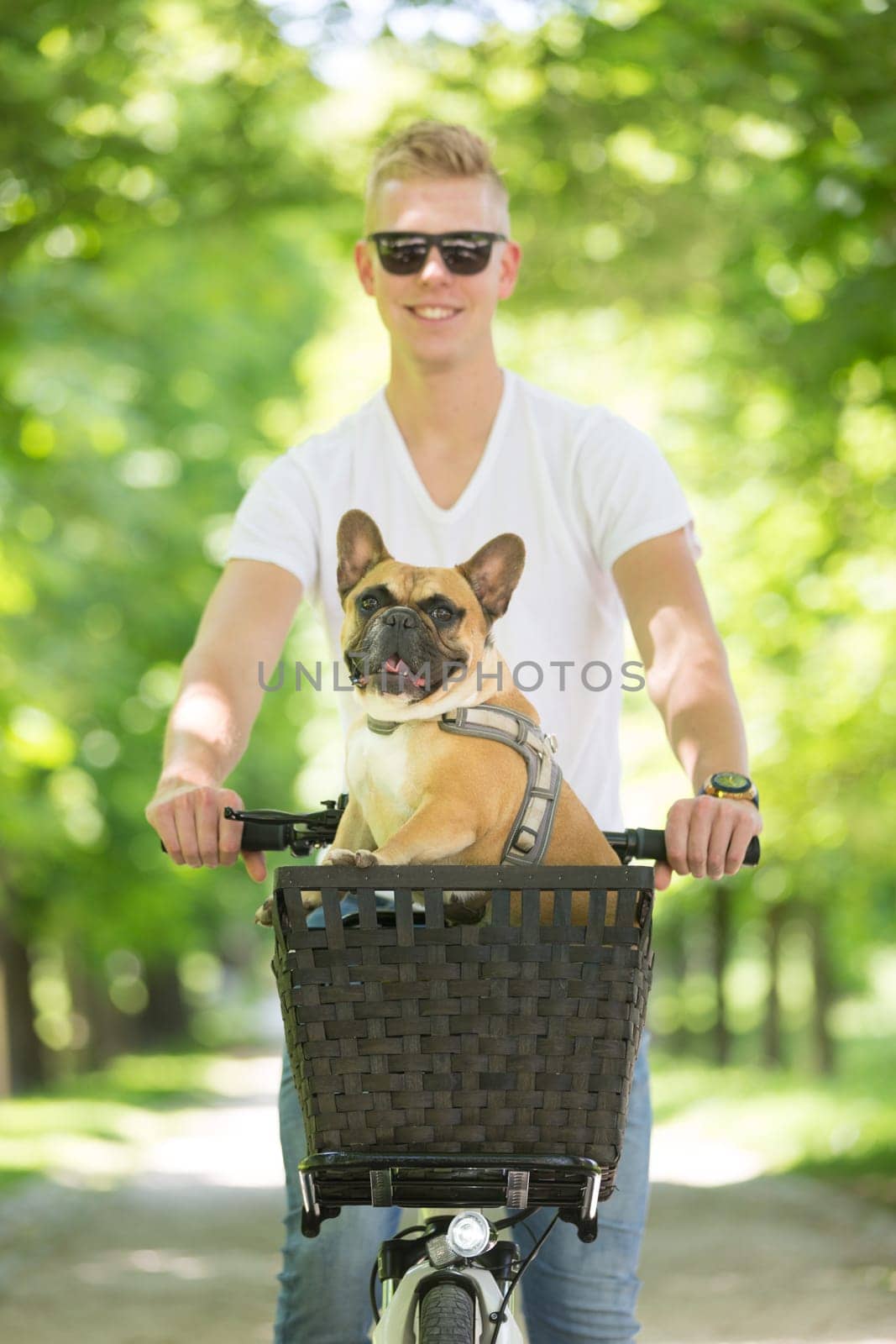 French bulldog dog enjoying riding in bicycle basket in city park.