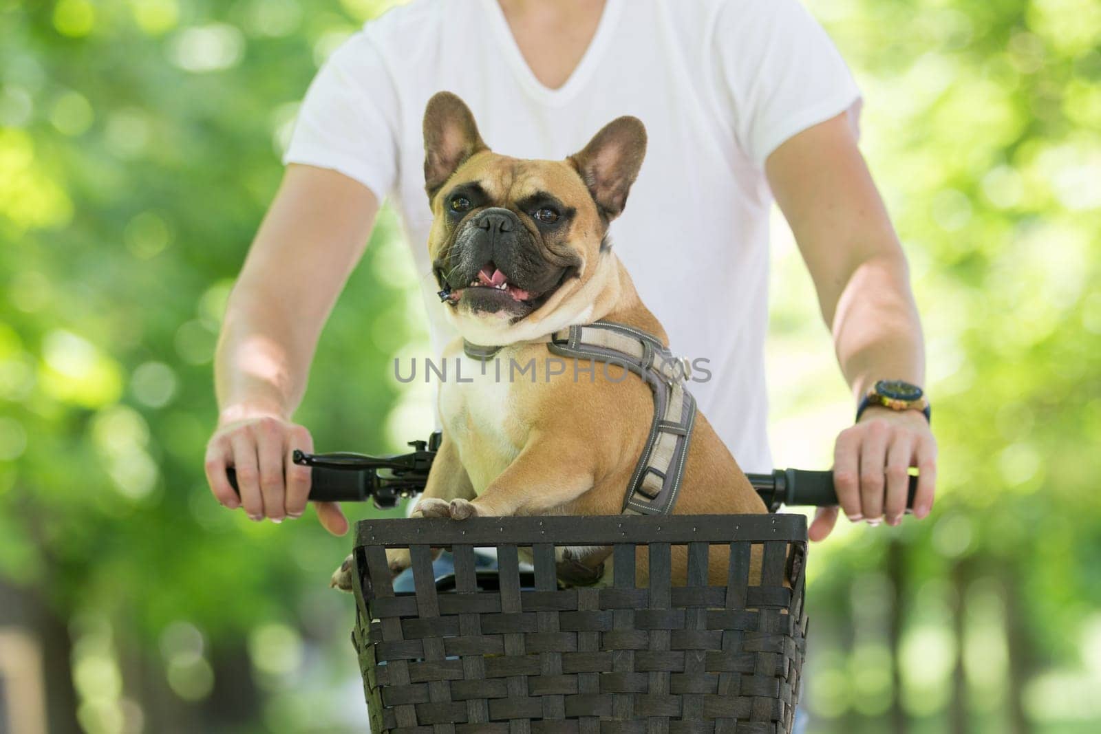 French bulldog dog enjoying riding in bicycle basket in city park.