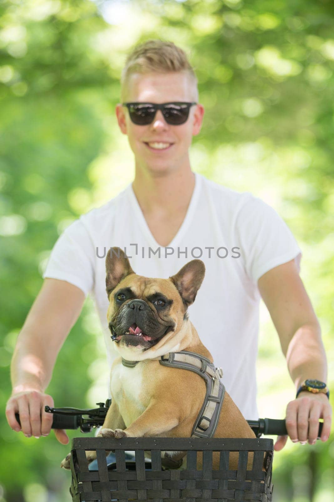 French bulldog dog enjoying riding in bicycle basket in city park.