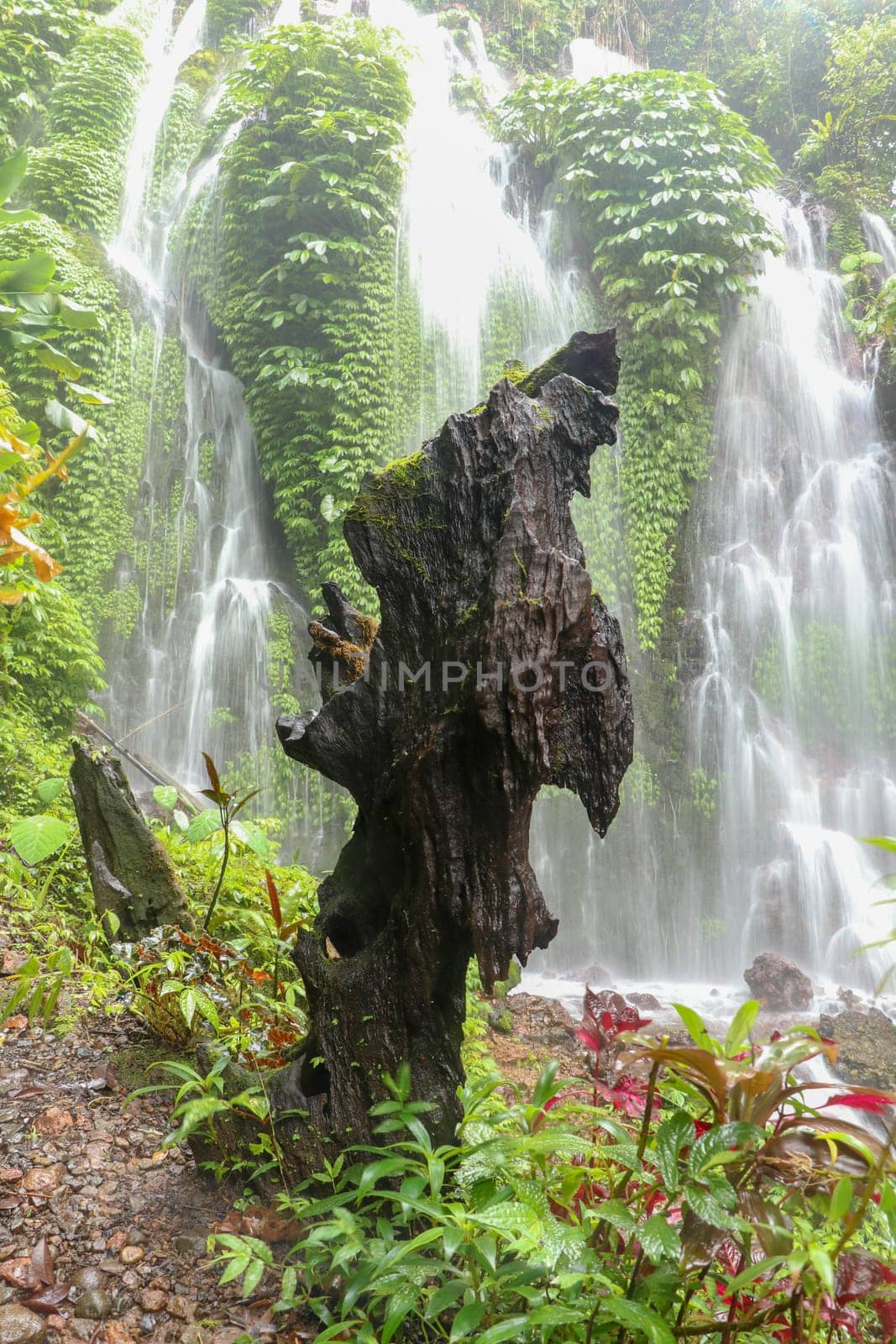 Old stump at Amertha Hidden Spray Waterfall. Water splash from waterfall showered old tree trunk. Banyumala Waterfall, Bali. Moss grows over the top of a stump. Nature background for your project.