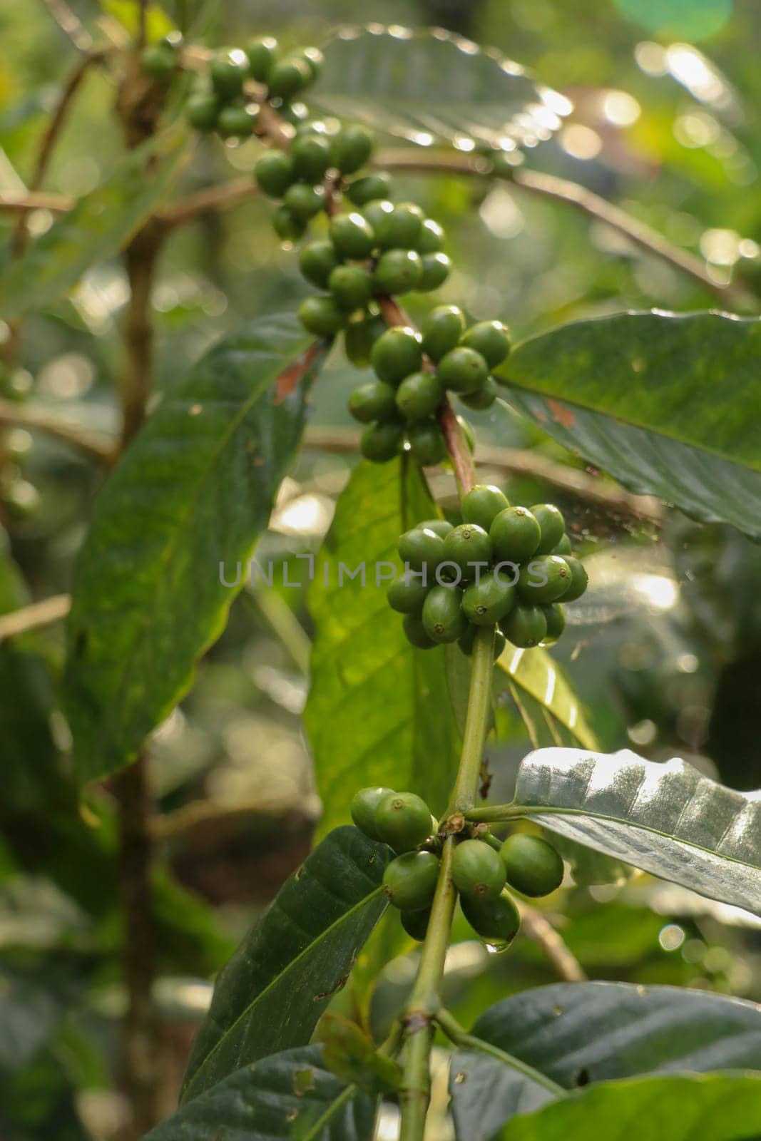 Arabica coffee beans. Coffea arabica green coffee beans on the tree. Toraja Arabica stock photography Cherry bean on the Coffee tree. Branch with ripening arabica coffee originally from Bali Indonesia