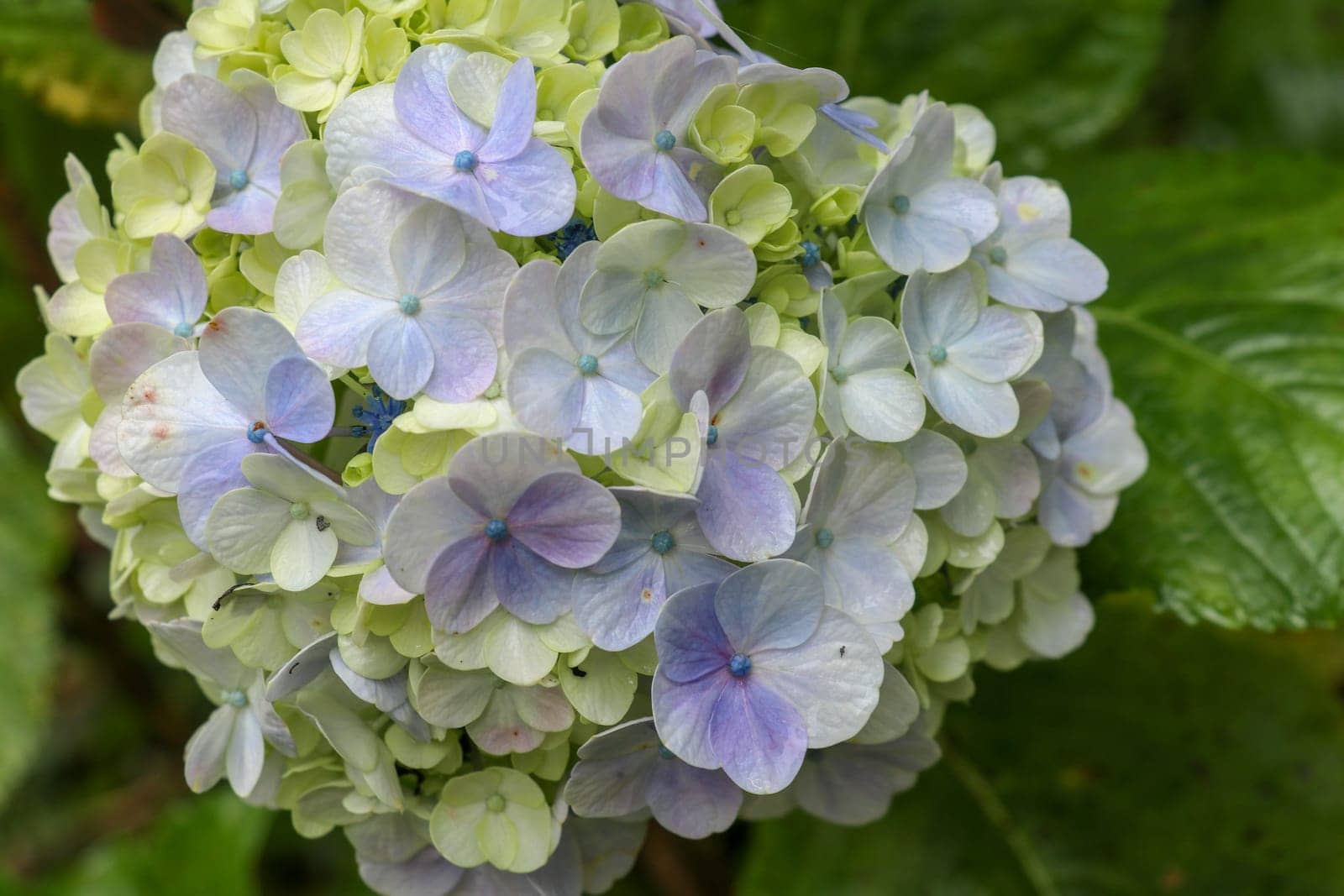 Close-up of blooming blue hydrangea flower against dark green leaves background. Hydrangea Macrophylla. Blue with yellow Hydrangea macrophylla. Its a species of flowering plant in family Hydrangeacea