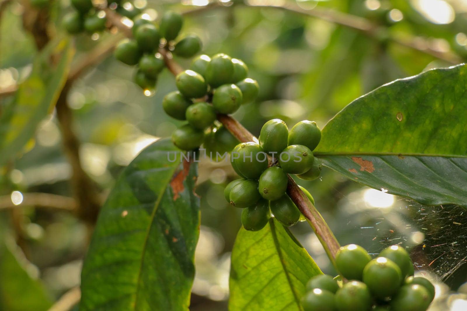 Arabica coffee beans. Coffea arabica green coffee beans on the tree. Toraja Arabica stock photography Cherry bean on the Coffee tree. Branch with ripening arabica coffee originally from Bali Indonesia