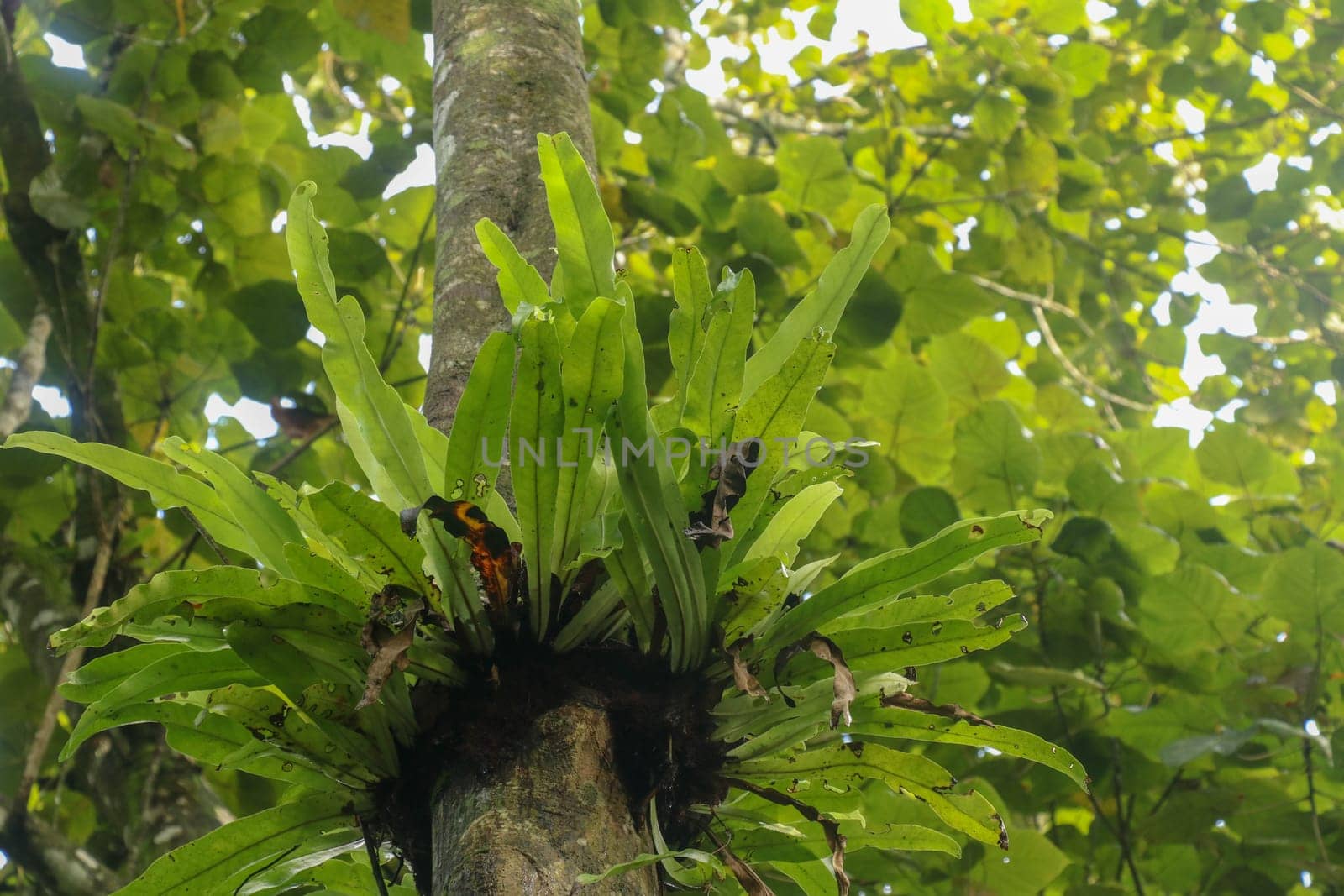 Asplenium Nidus Epiphyte tropical fern on tree trunk, Bali, Indonesia. Fern Bird's Nest is a family of ferns that live in Native to tropical Southeast Asia. Green plant. Best background.