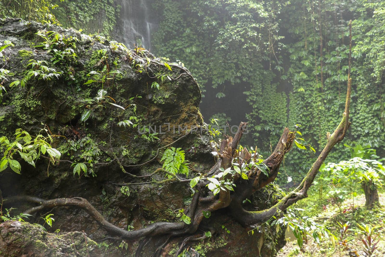 Huge boulder covered with moss and tropical plants. Strong roots of the old tree creep around the perimeter of the rock and bizarrely stick out into space. Background of waterfall and dense vegetation