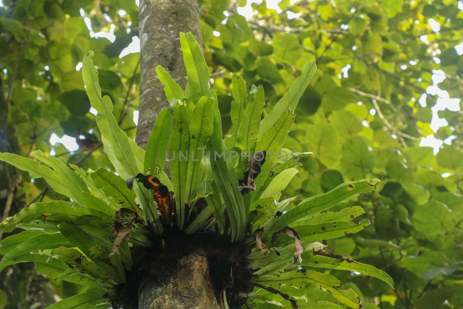 Asplenium Nidus Epiphyte tropical fern on tree trunk, Bali, Indonesia. Fern Bird's Nest is a family of ferns that live in Native to tropical Southeast Asia. Green plant. Best background.