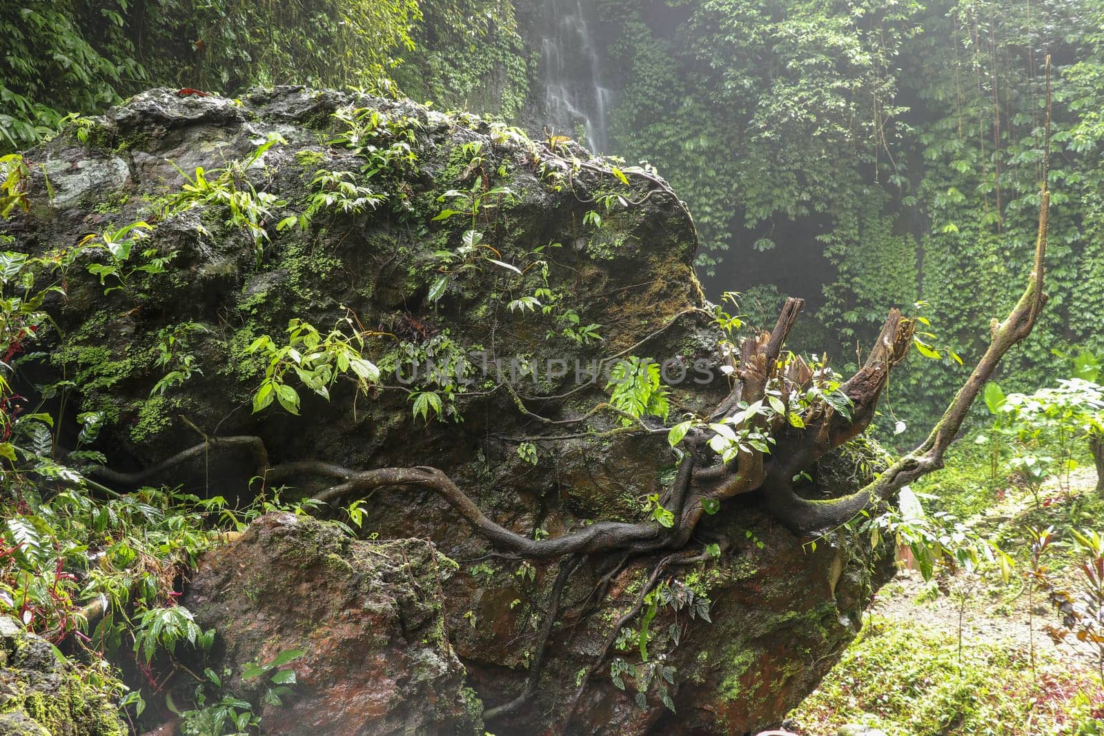 Huge boulder covered with moss and tropical plants. Strong roots of the old tree creep around the perimeter of the rock and bizarrely stick out into space. Background of waterfall and dense vegetation