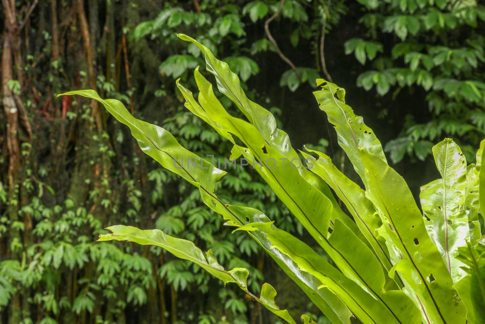 Asplenium nidus Epiphyte leaves close up. Soft focus green leaves of Fern Bird's Nest in the tropical jungle, exterior outdoor decoration. Green plant on tree trunk, Bali, Indonesia. Best background.
