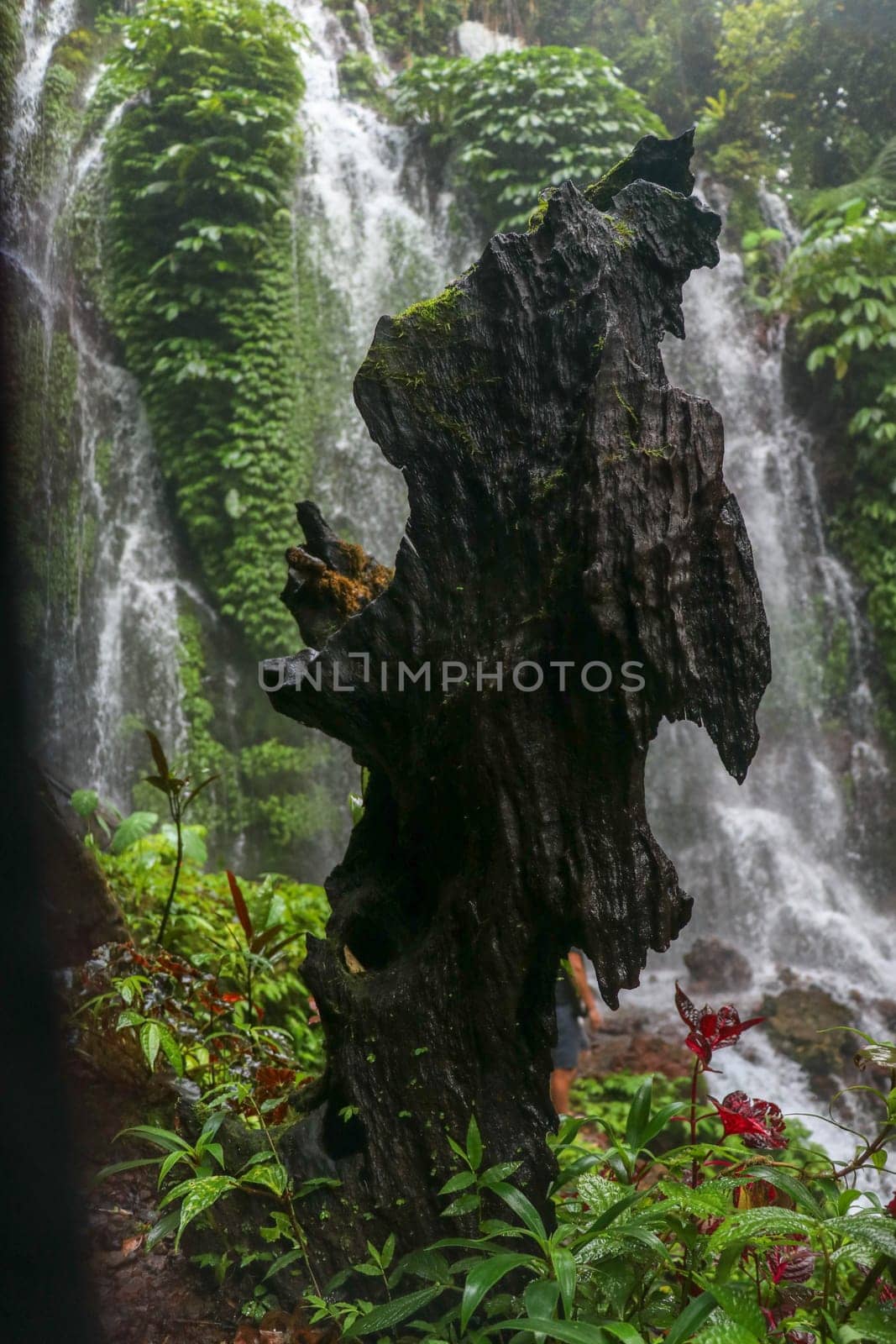 Old stump at Amertha Hidden Spray Waterfall. Water splash from waterfall showered old tree trunk. Banyumala Waterfall, Bali. Moss grows over the top of a stump. Nature background for your project.