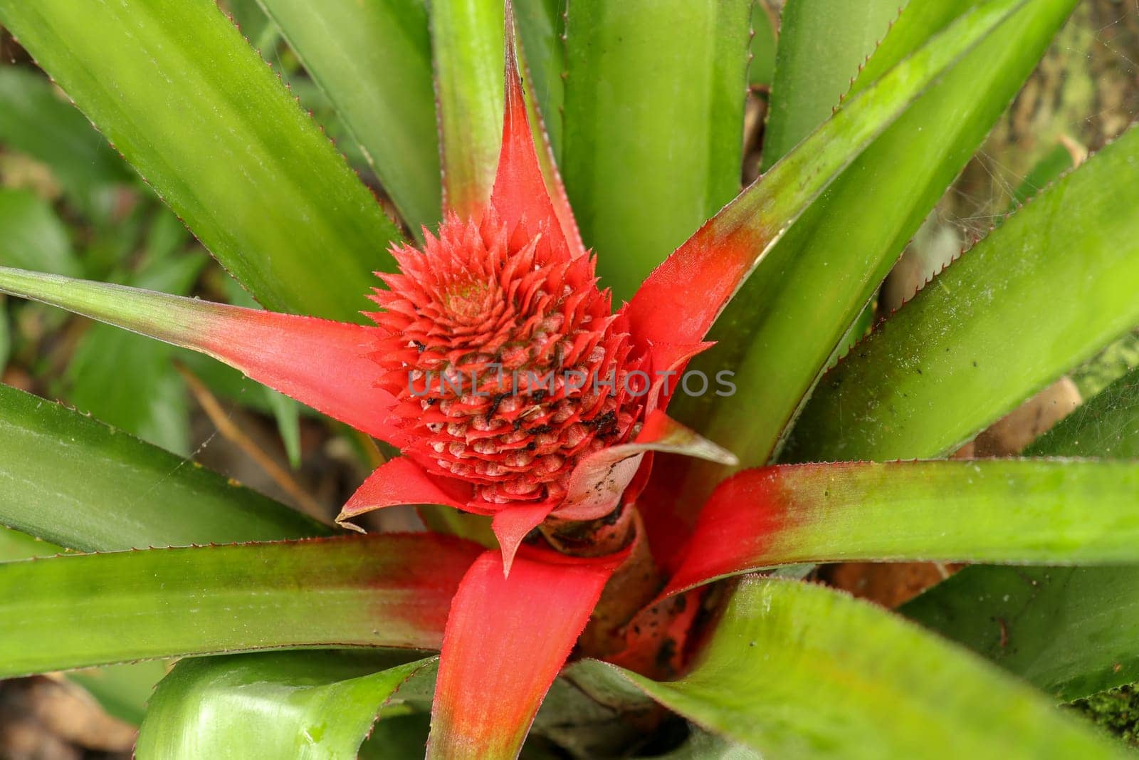 Close up of red Pineapple flowers growing on a tropical bromeliad plant with red leaves, Bali, Indonesia. Young Ananas Comosus Variegatus. Pink Dwarf Pineapple. Tropical fruit growing in garden.