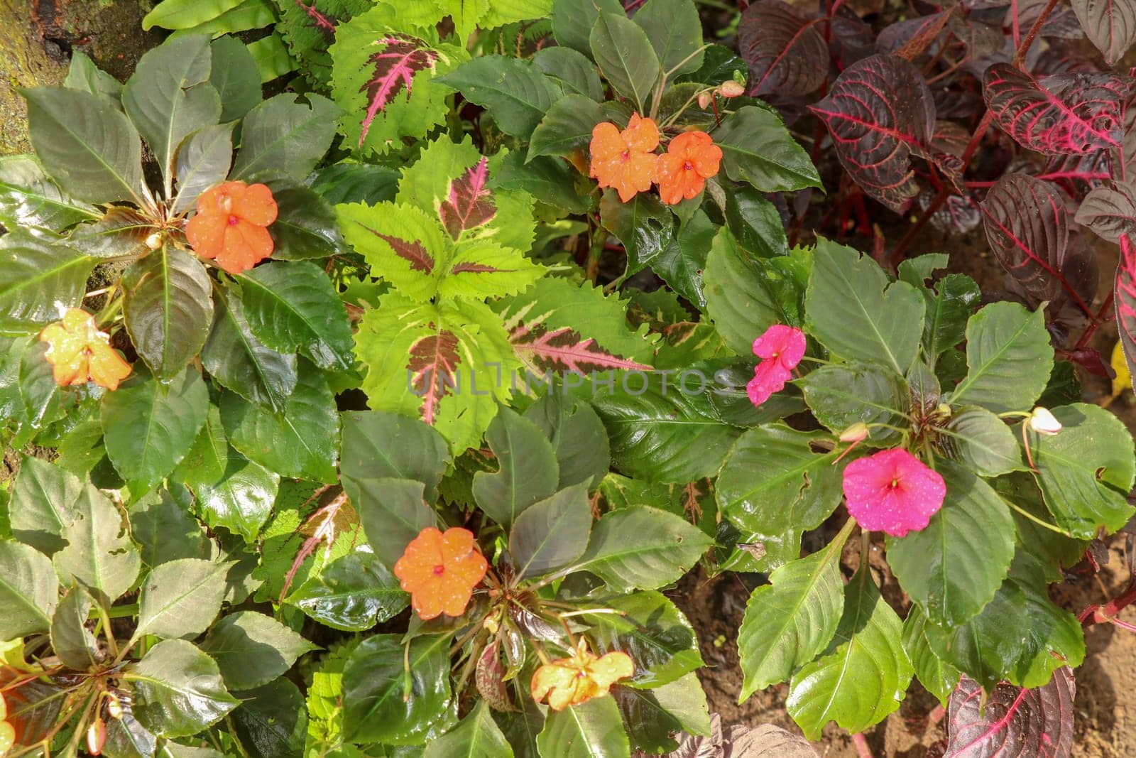 Impatiens Walleriana Sultanii Busy Lizzie Flowers, Large Detailed Vertical Background Pattern, Magenta, Purple, Red, Pink, Divine New Guinea Balsam Sultana, Balsamina Balsaminaceae Flowering Plant Bed