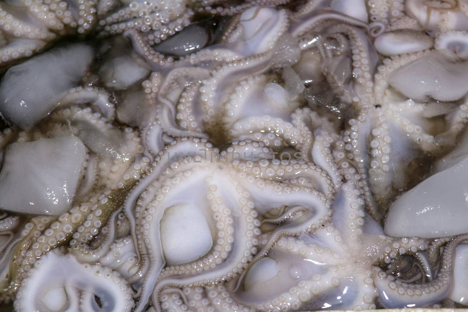Pattern of fresh cephalopods selling on a seafood counter in Jimbaran. Pasar Ikan Kedonganan - Bali beach. Fresh octopuses on the local fish market. Bunch of fresh octopus in plastic crate with ice.