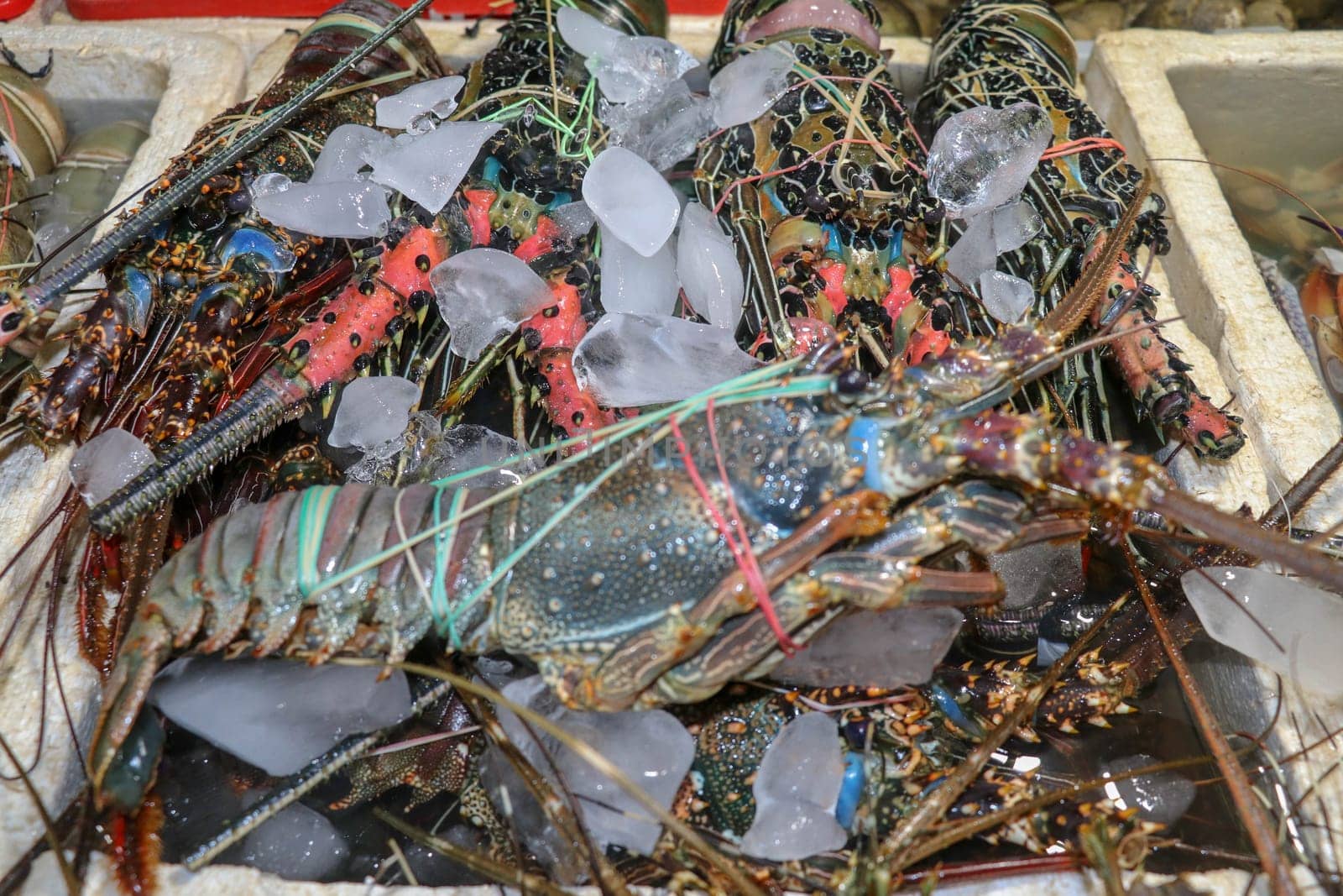 Fresh seafood for sale at Pasar Ikan Kedonganan in Jimbaran, Bali, Indonesia. Fresh lobsters selling fish in Kedonganan. Fresh lobsters on ice for sale on a seafood counter.