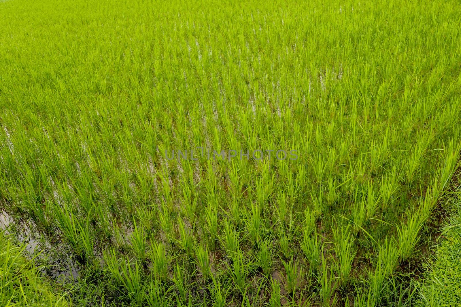 Rice fields, terraces, plantation, farm. An organic asian rice farm and agriculture. Young growing rice. The beauty of rice fields and morning sun at paddy fields. Asia for destination travel nature.