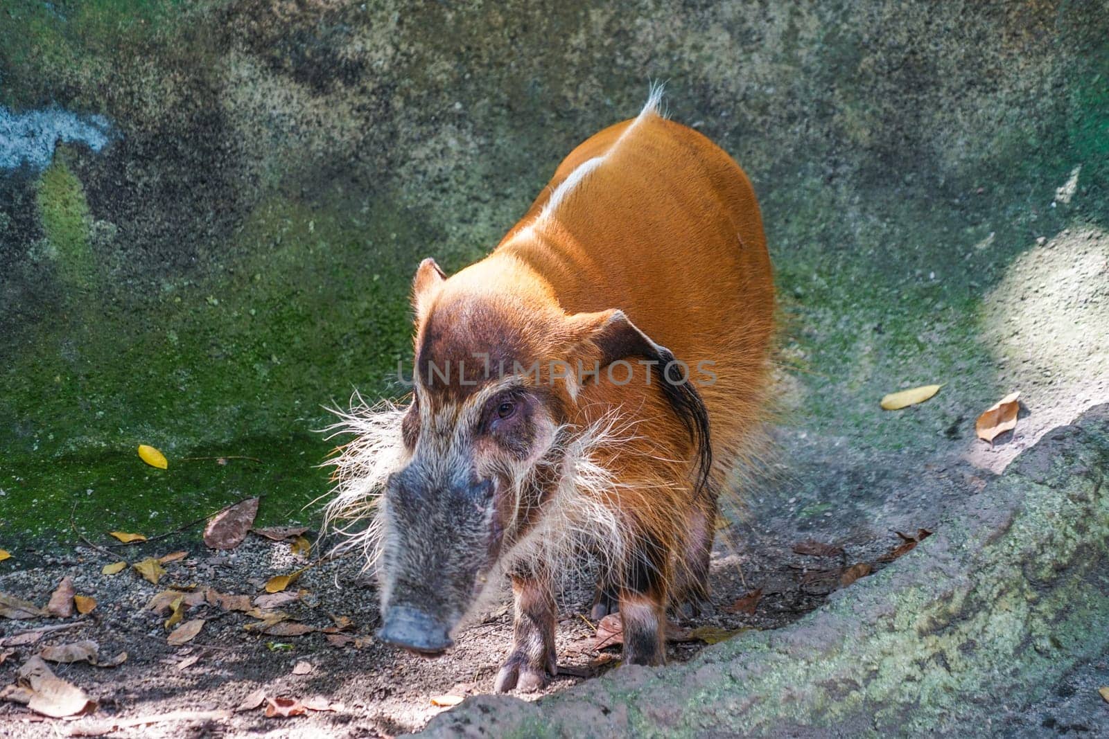Image of the wild Red River wild boar. Shooting Location: Singapore