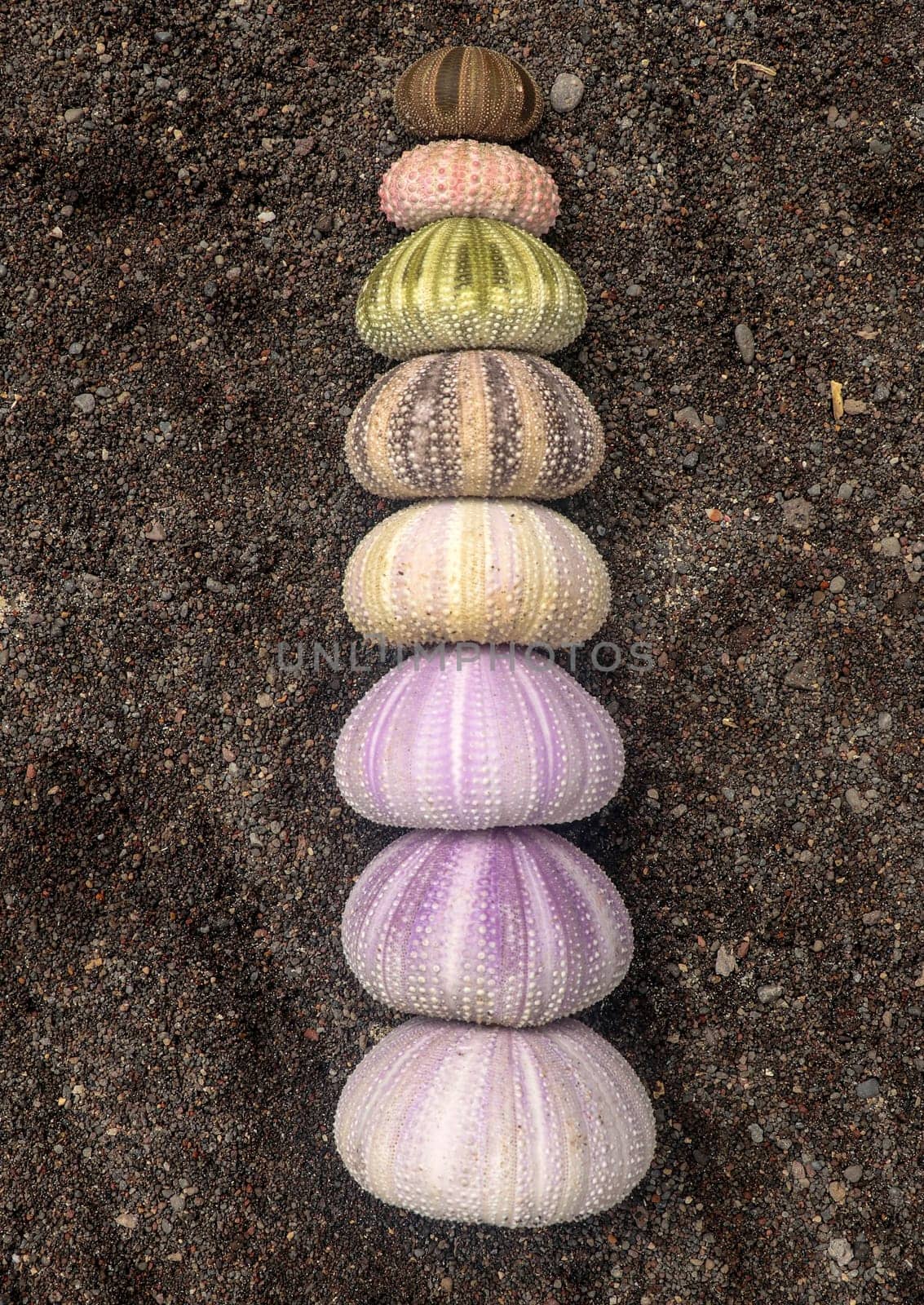Multicolored sea urchin shells on wet black volcano sand. Variety of colorful sea urchins on the beach. Group of seashells on Echinoidea purple, orange and green, black, red, different sizes.