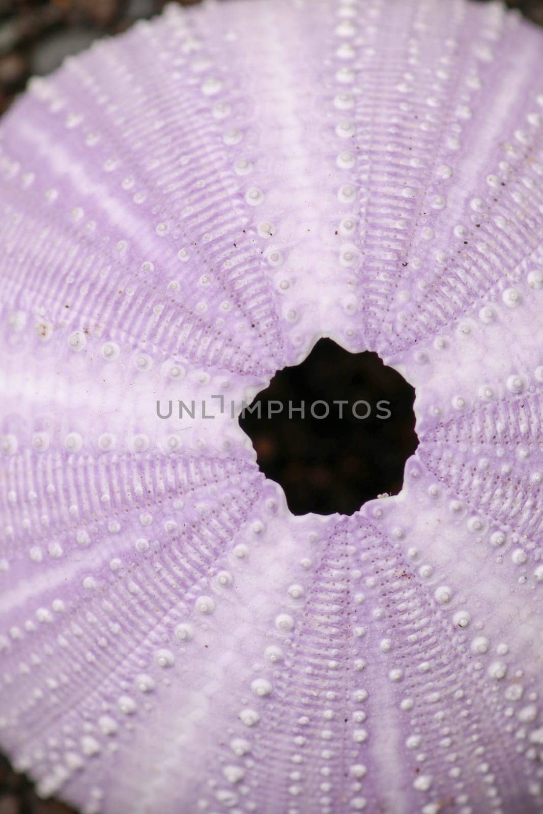 Detail of Violet colored Sea urchin shells on the wet sand. Close up of Disambiguation on the beach with black volcano sand. Background of purple Sea Urchin. Dried sea urchin on sand.