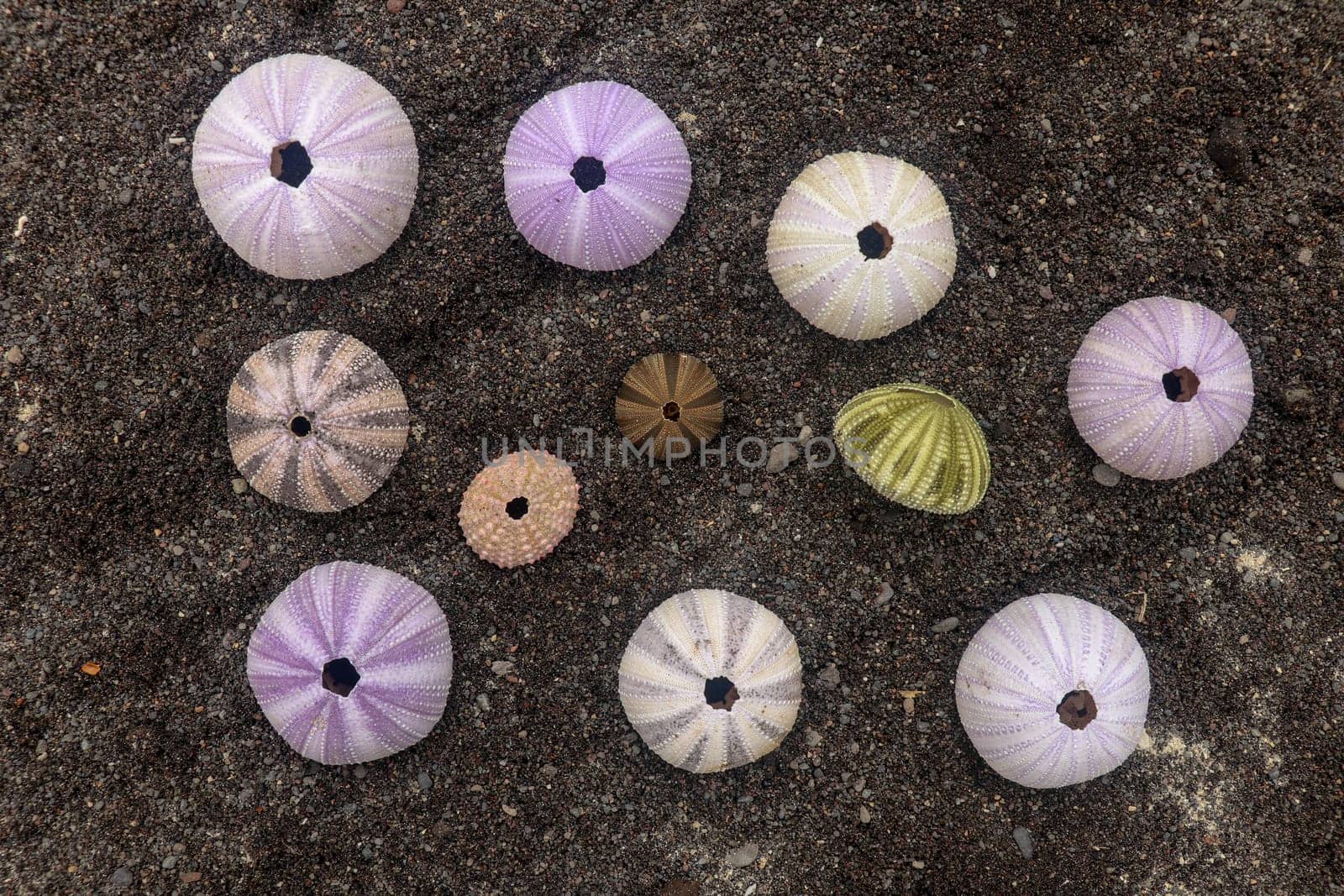 Multicolored sea urchin shells on wet black volcano sand. Variety of colorful sea urchins on the beach. Group of seashells on Echinoidea purple, orange and green, black, red, different sizes.