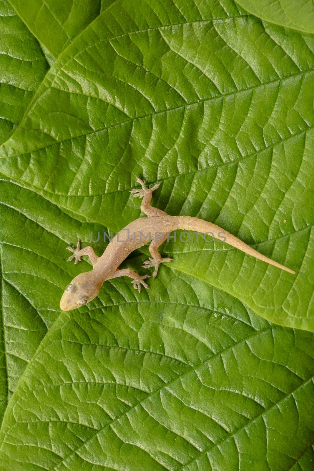 Asian or Common House Gecko Hemidactylus frenatus lies on green leaves. Hemidactylus frenatus climbs a tropical plant. Wall gecko, House lizard or Moon lizard is native of Southeast Asia.