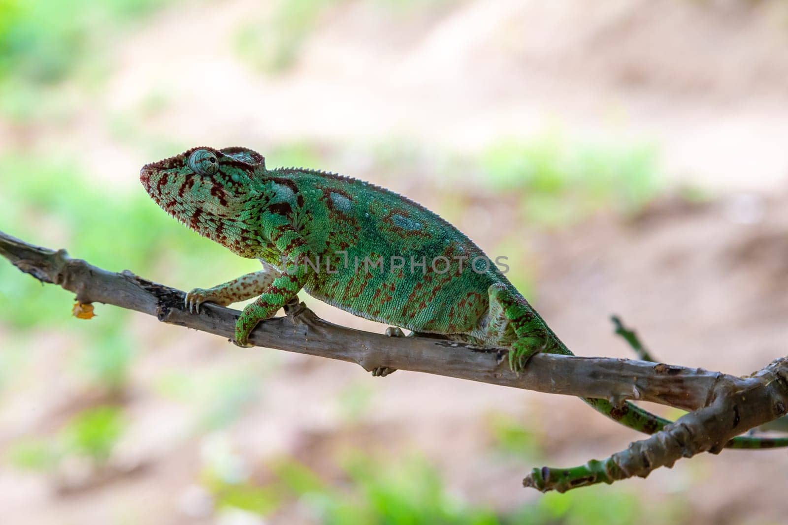 One chameleon moves along a branch in a rainforest in Madagascar
