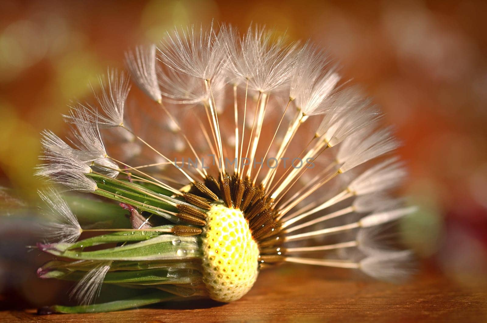 Dandelion