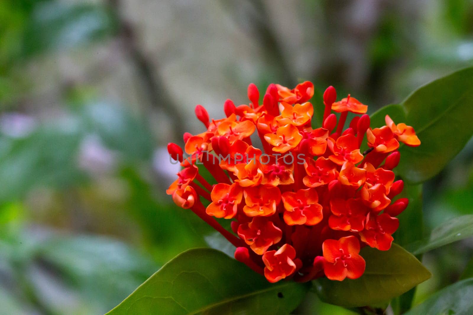 Colorful plants and flowers on the island of Madagascar