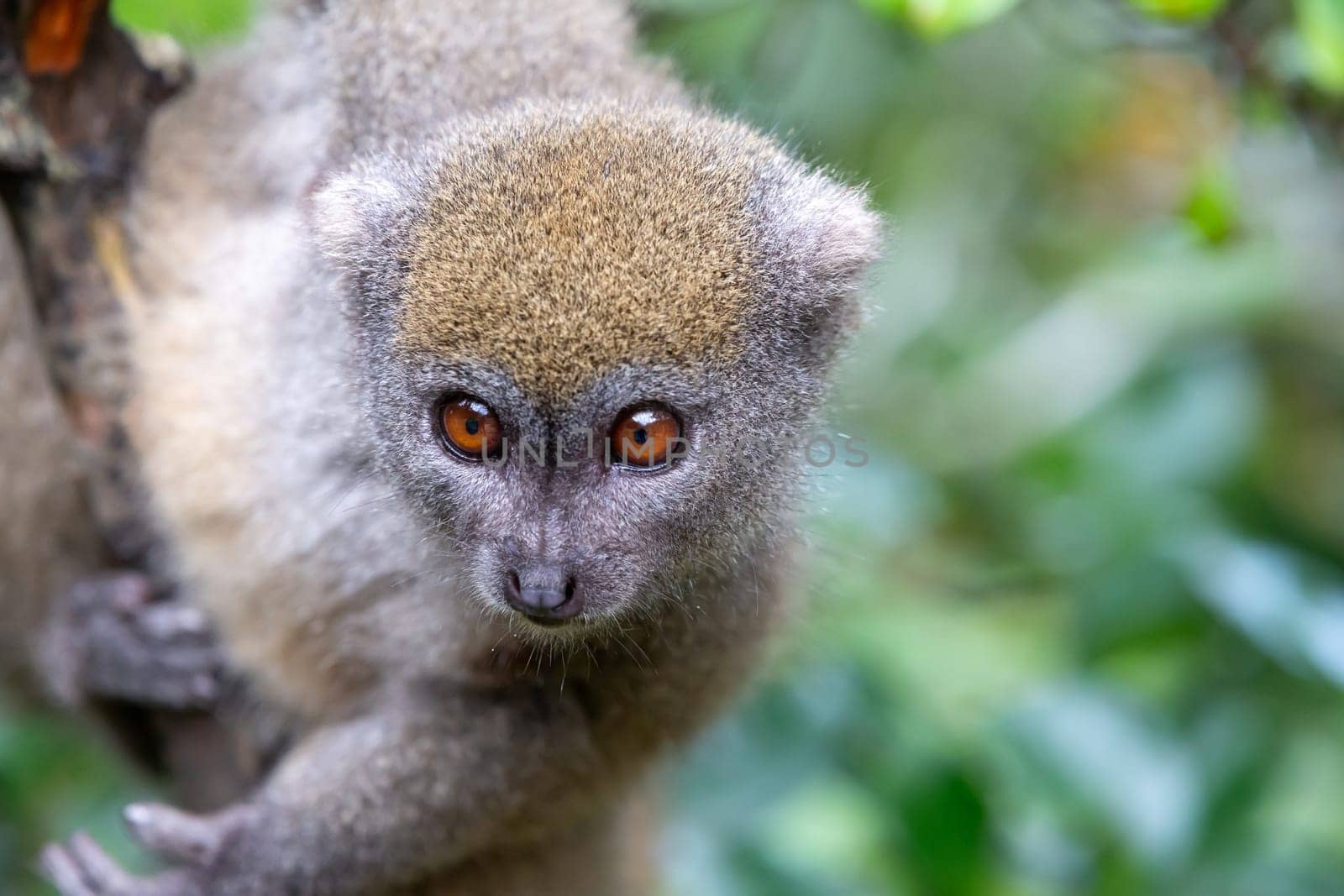 One little lemur on the branch of a tree in the rainforest