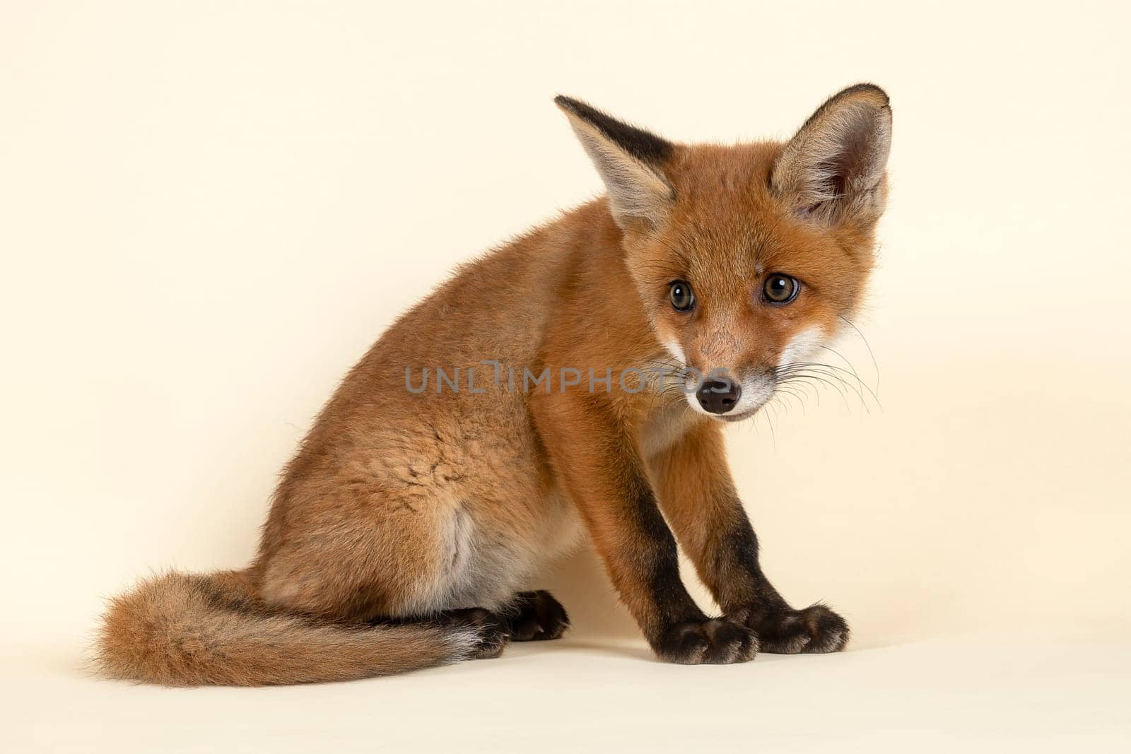 Red fox (Vulpes vulpes),juvenile,sits and looks back,captive,8 weeks,studio recording