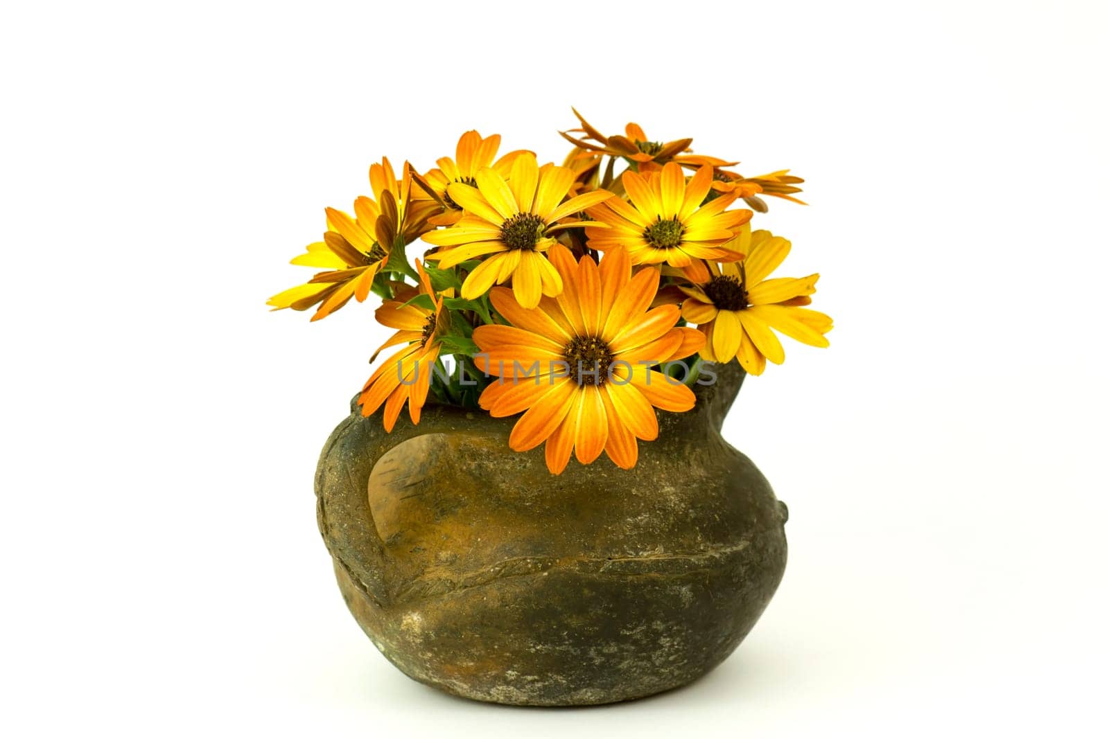 osteospermum - orange african daisy in a vase on white background