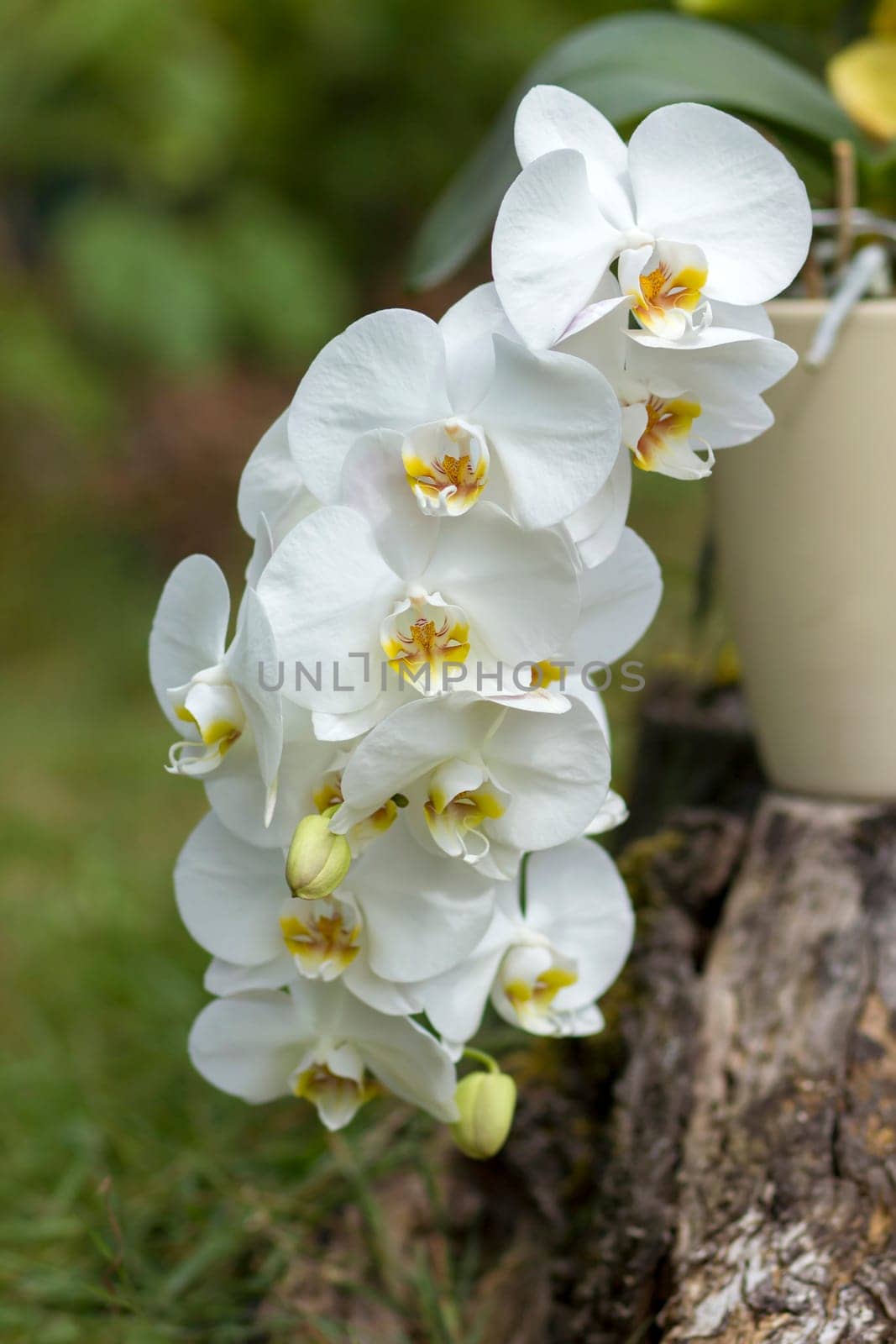 Beautiful white orchid  - phalaenopsis