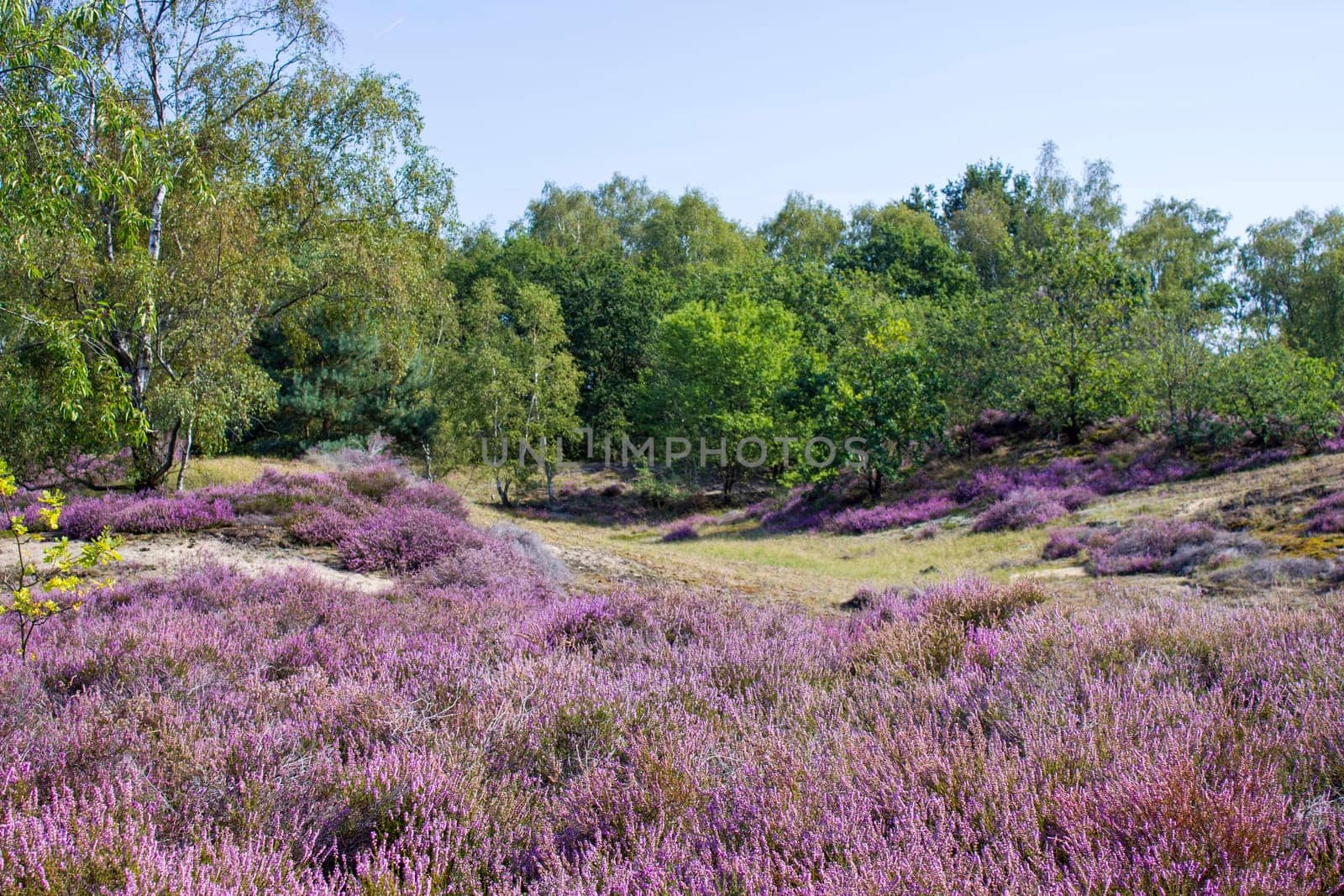 Heathland in National Park Maasduinen in the Netherlands
