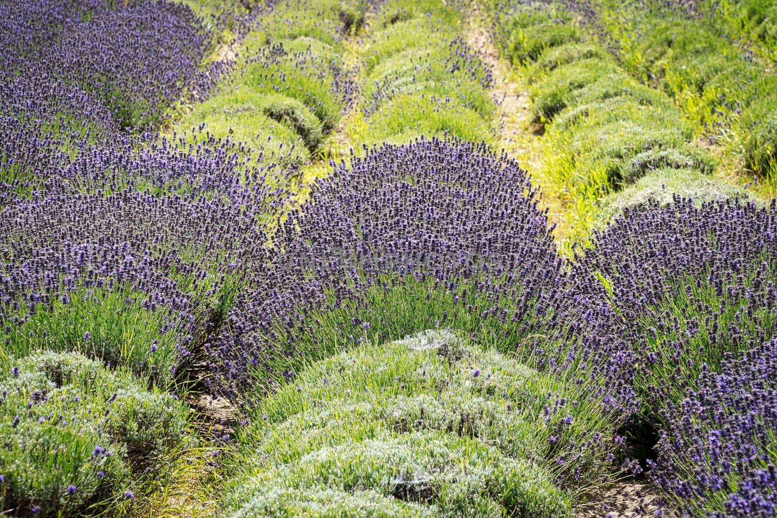 Lavender Field, scented purple beautyful plants in bloom