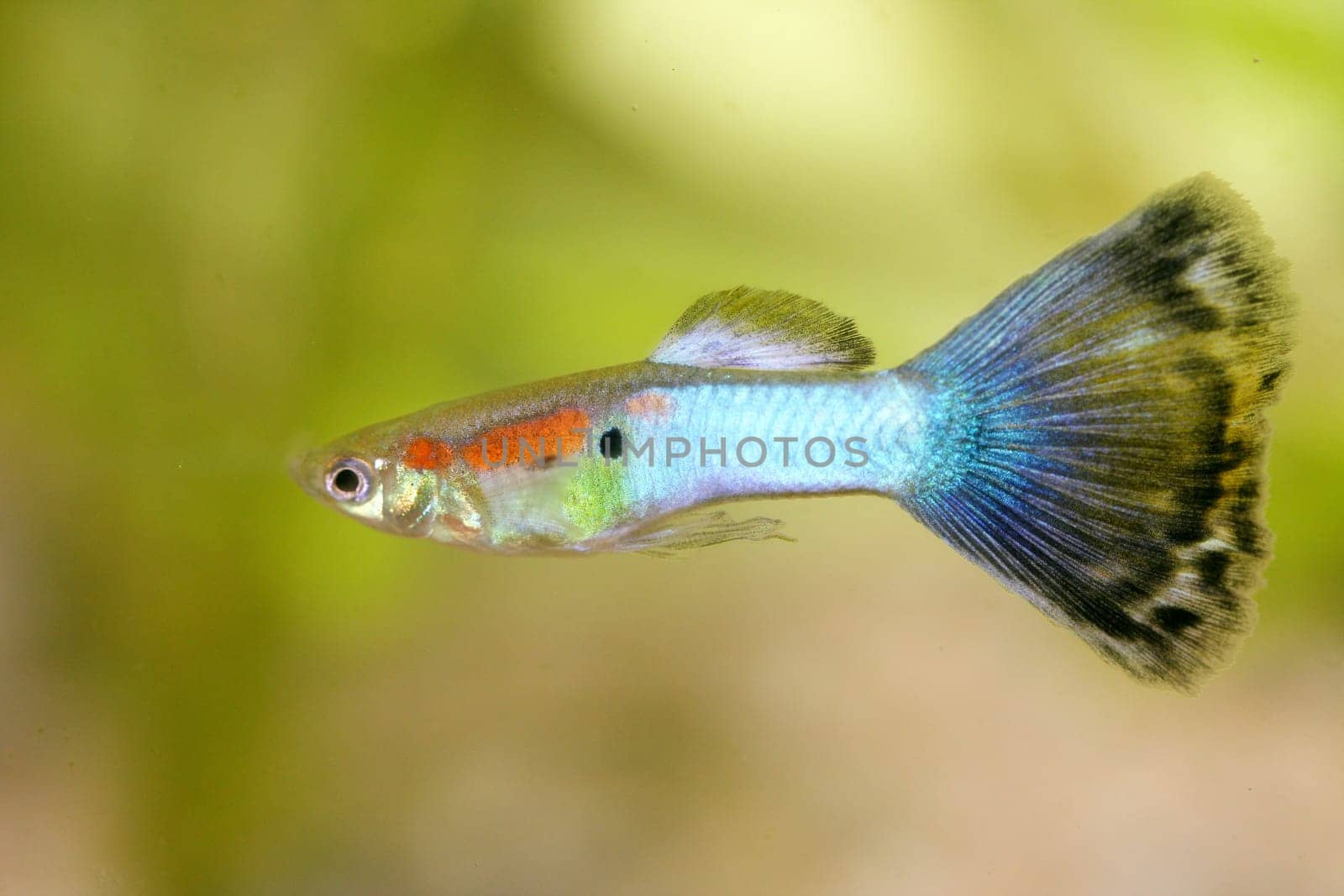 A male guppy (Poecilia reticulata), a popular freshwater aquarium fish