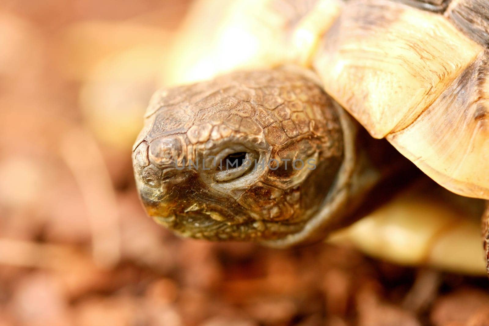 Hermann's tortoise (Testudo hermanni boettgeri) a standing protected species of turtle.
