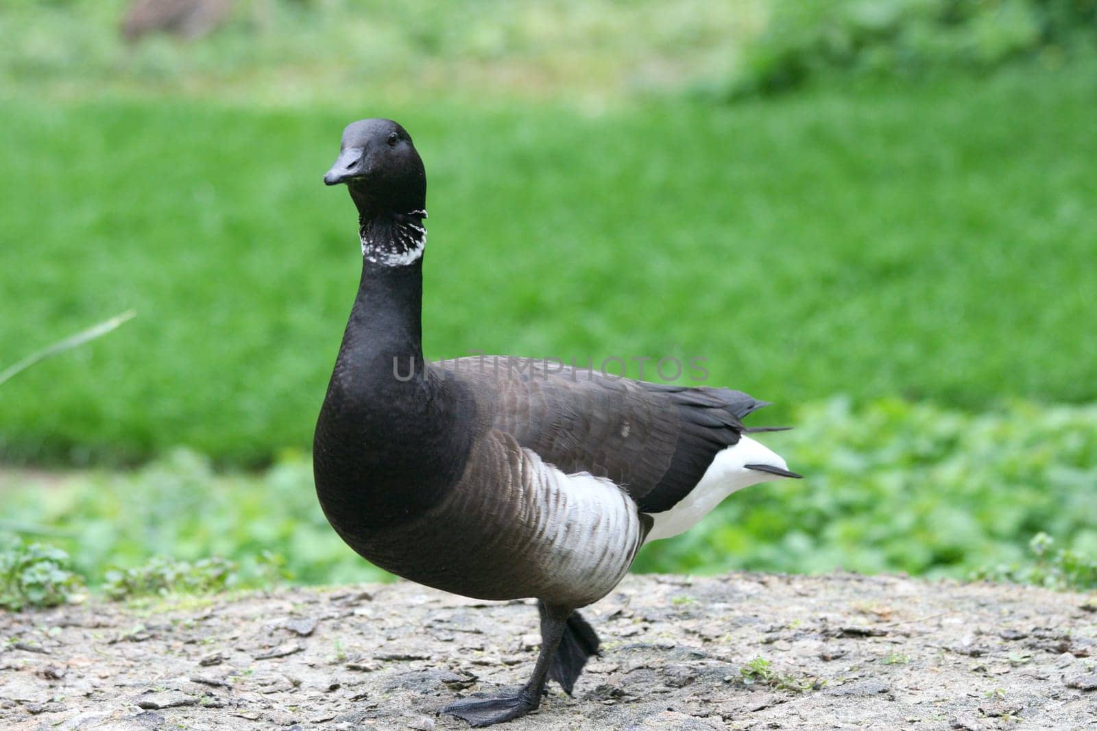 A Pacific Brent Goose (Branta bernicla bernicla) with green background