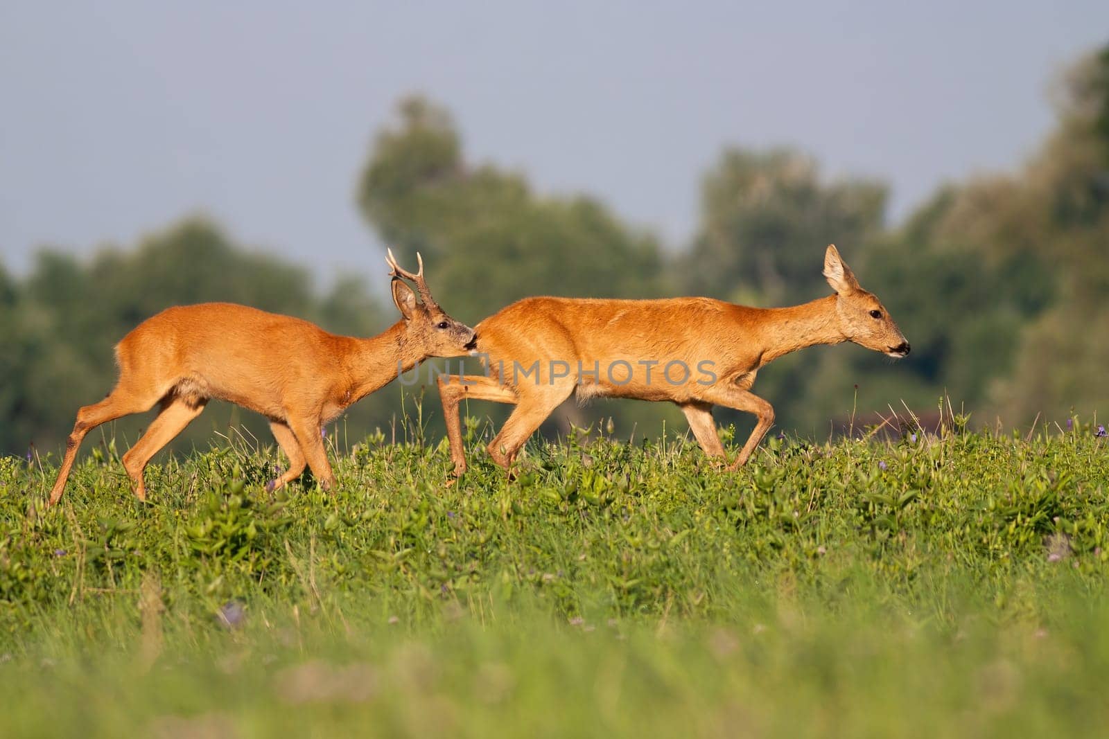 Roe deer, capreolus capreolus, male sniffing female on meadow during the summer. Pair of mammals walking on sunshine. Roebuck chasing doe on field in mating season.