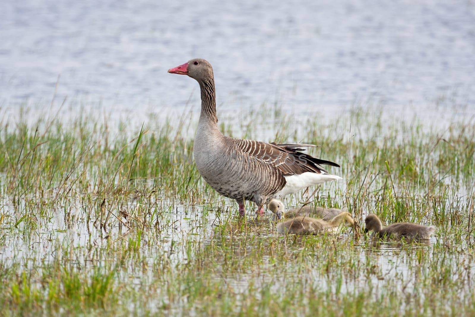 Greylag goose, anser anser, mother with juvenile goslings standing on water. Little birds drinking from lake in summertime. Wild gray animal bathing in summer.