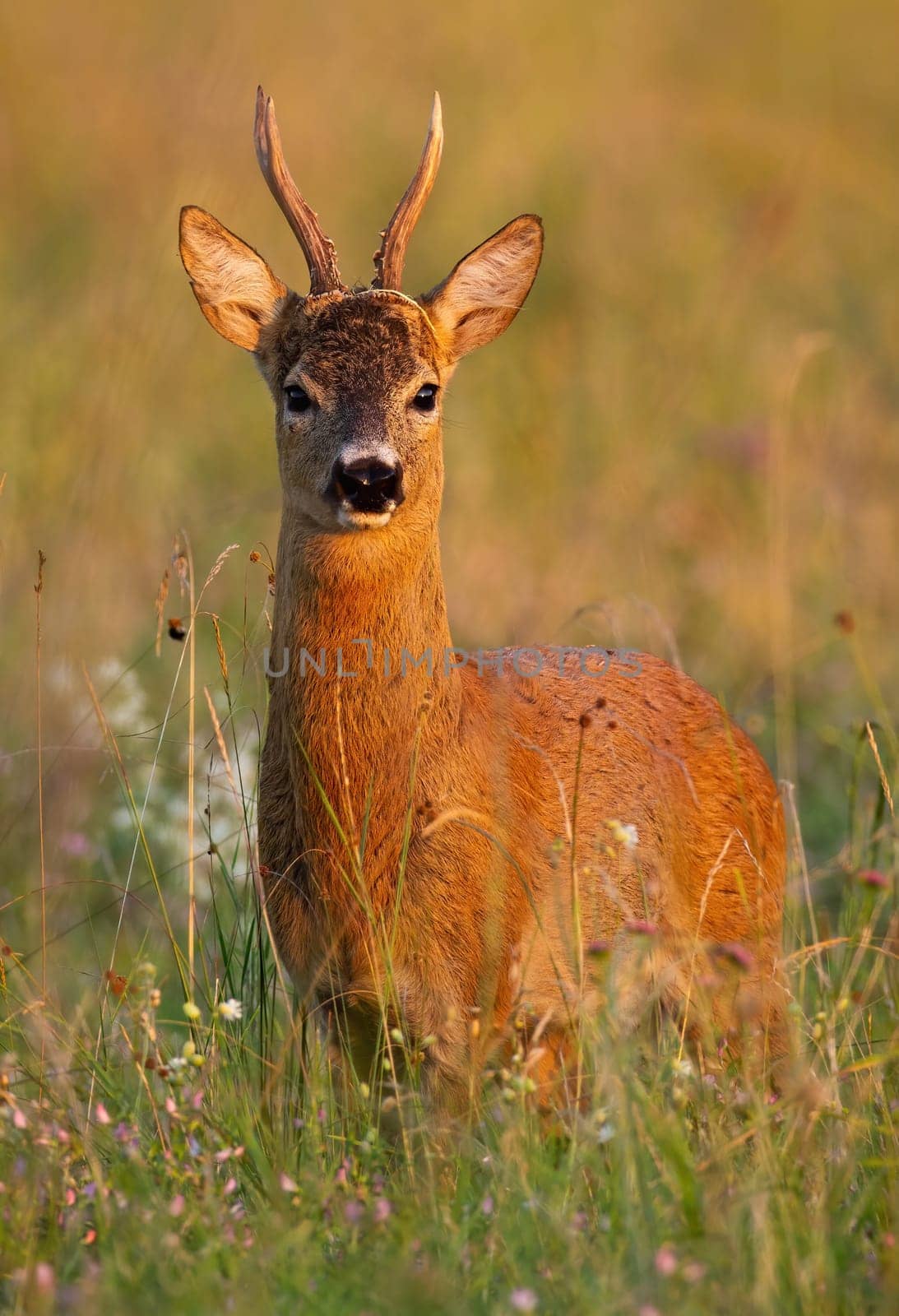 Alert roe deer, capreolus capreolus, standing on meadow in summer nature at sunset. Vertical composition of roebuck looking on field from front view.