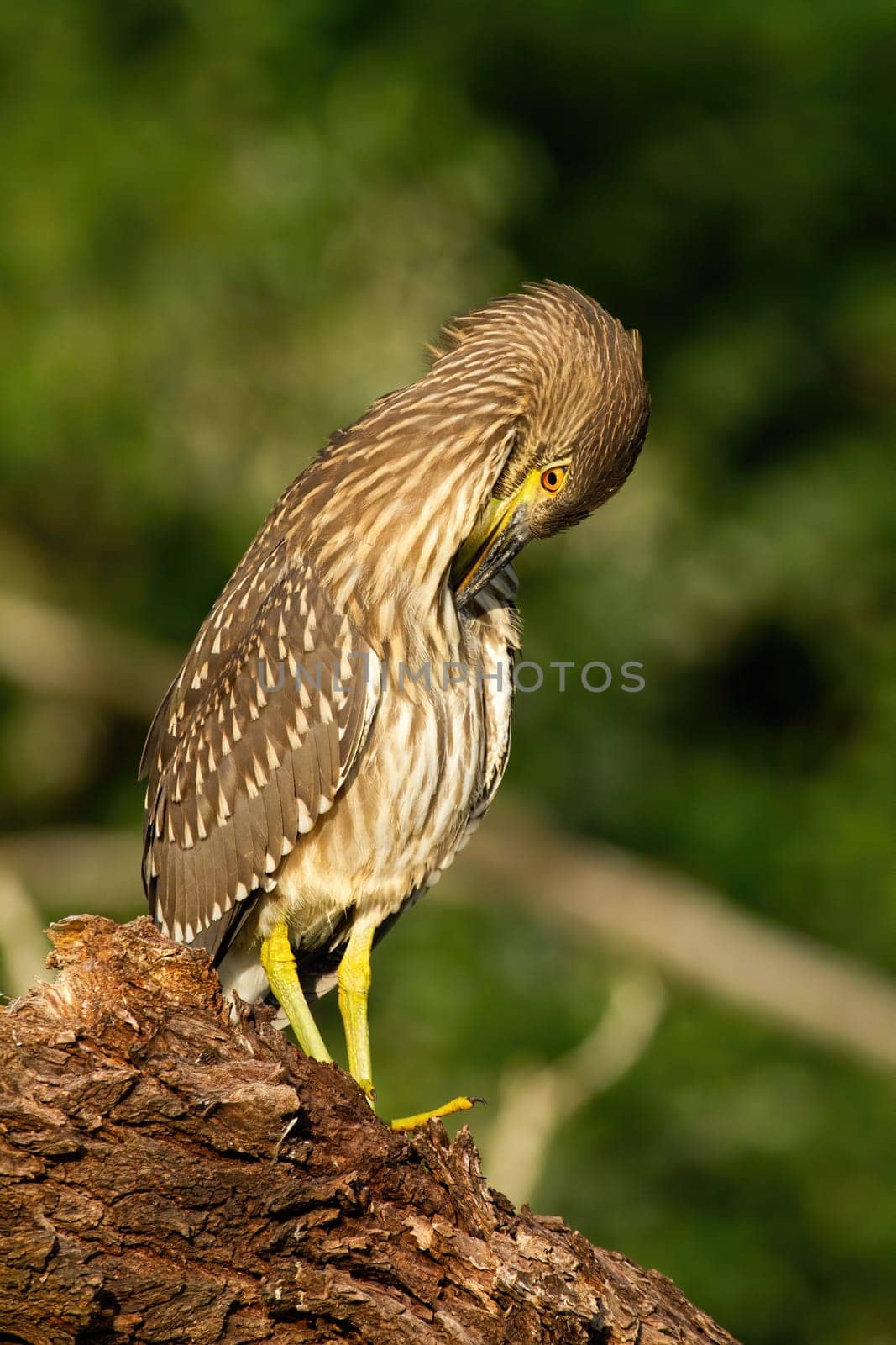 Young black-crowned night heron, nycticorax nycticorax, scratching on wood in summer nature. Juvenile bird with brown feather and yellow beak. Wild animal sitting on crust of tree.