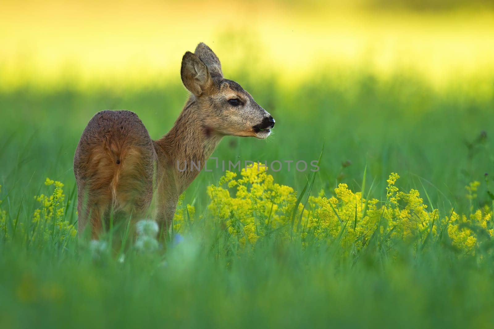 Roe deer doe, capreolus capreolus, standing on meadow in summer nature. Mammal female looking on field with yellow wildflowers from rear view.