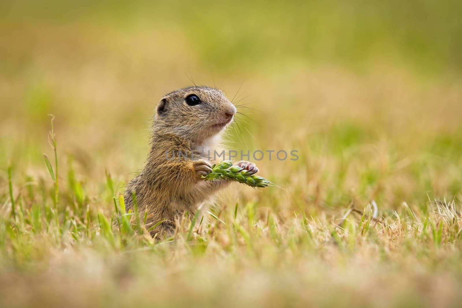 European ground squirrel, spermophilus citellus, holding ear in hand on field. Souslik sniffing standing in agriculture. Little animal looking from grain.